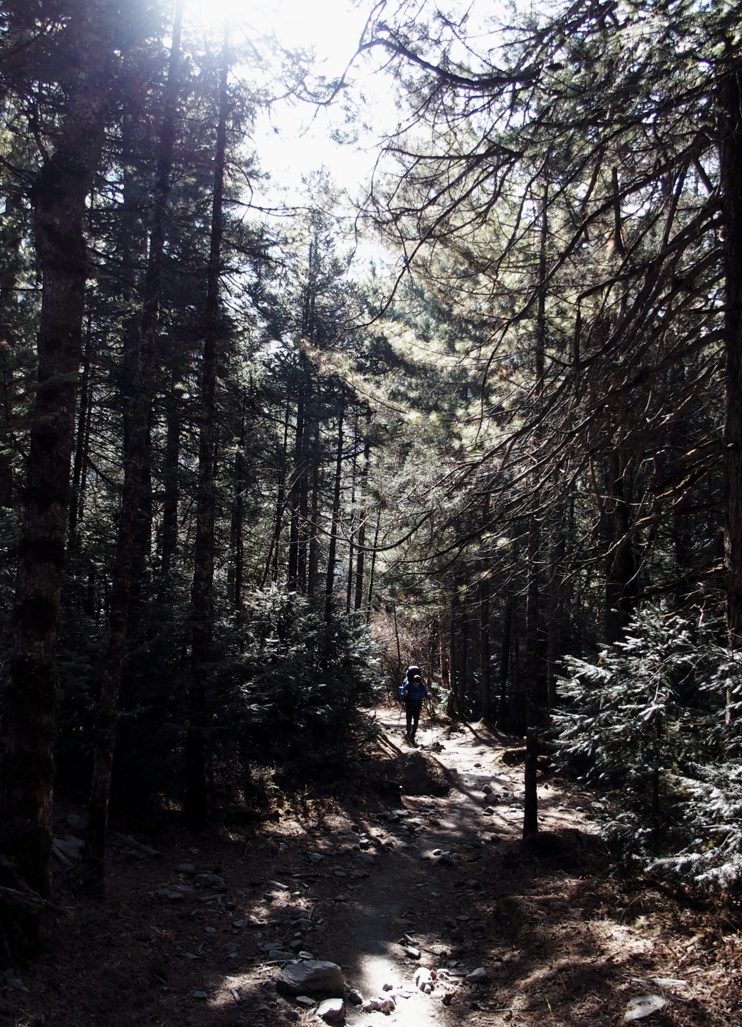 Sonnendurchfluteter Wald