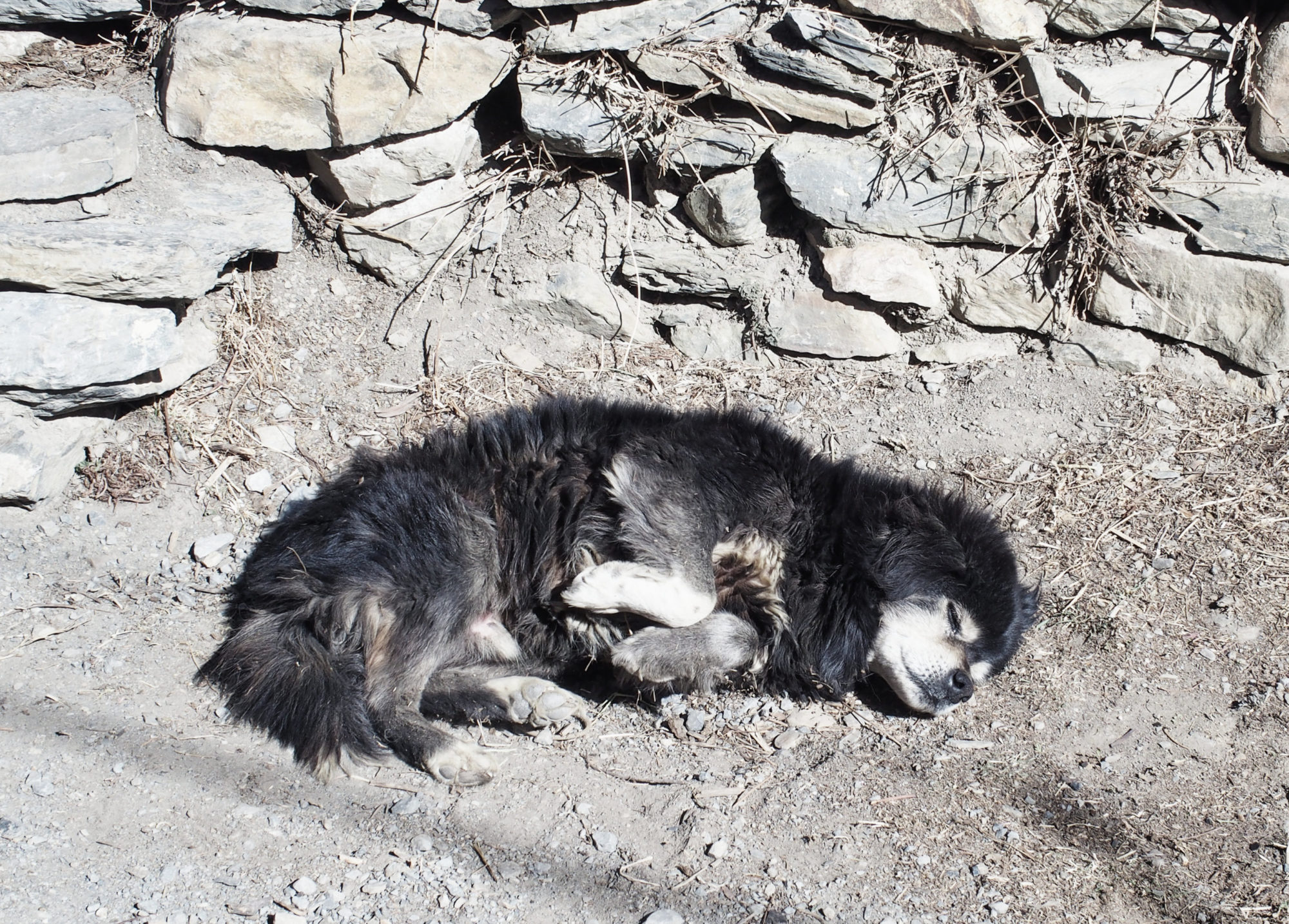 Ein schlafender Hund auf dem Weg