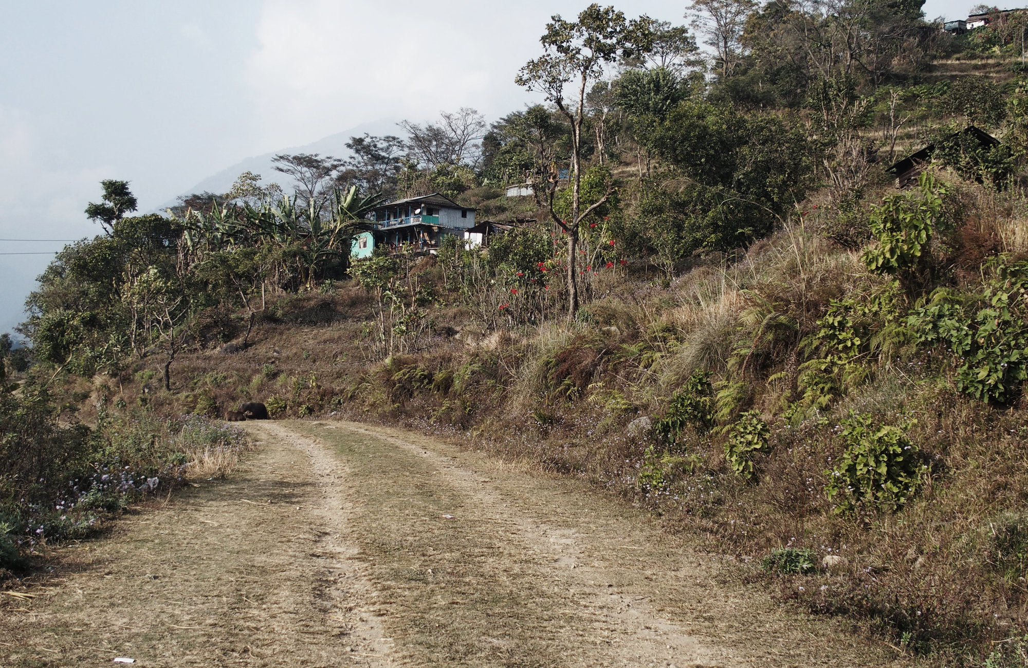 Felder am Annapurna Circuit