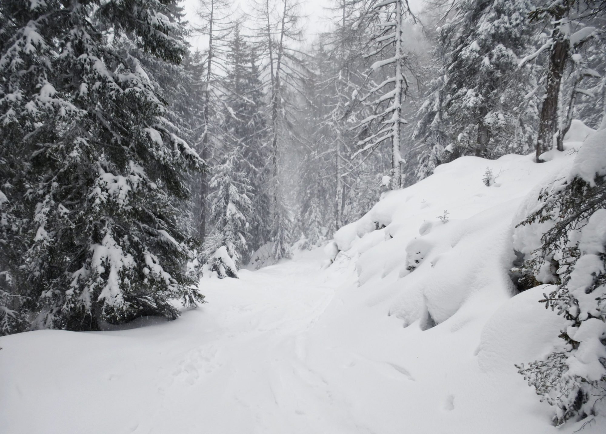 Nebel Schneeschuhtour Immerhin sieht man die nächsten Bäume.