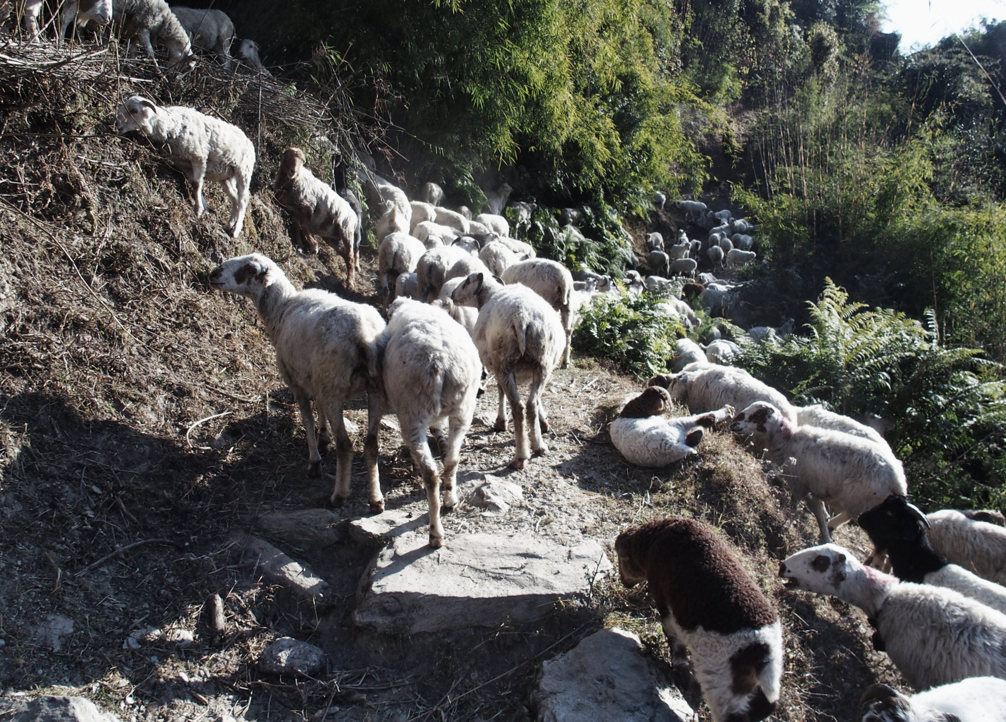 Schafe auf dem Trail! Nepal Annapurna