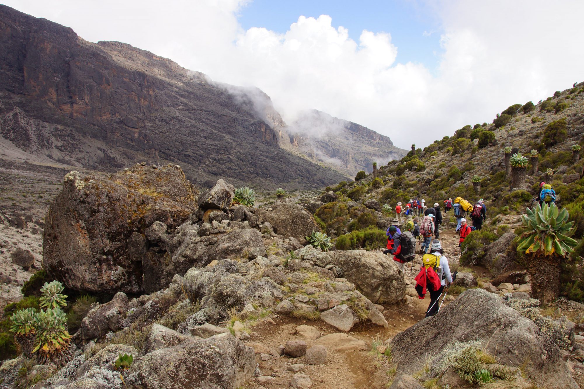 Senecien Kilimandscharo, Kilimandscharo besteigen, Tansania, Afrika, Kilimandscharo Tour, Erfahrungsbericht, Machame Route