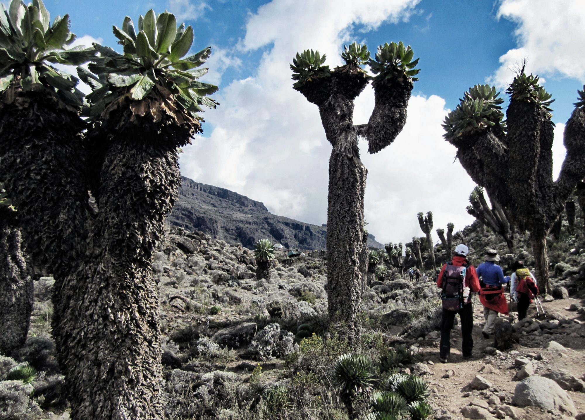 Senecien, Kilimandscharo, Kilimandscharo besteigen, Tansania, Afrika, Kilimandscharo Tour, Erfahrungsbericht, Machame Route