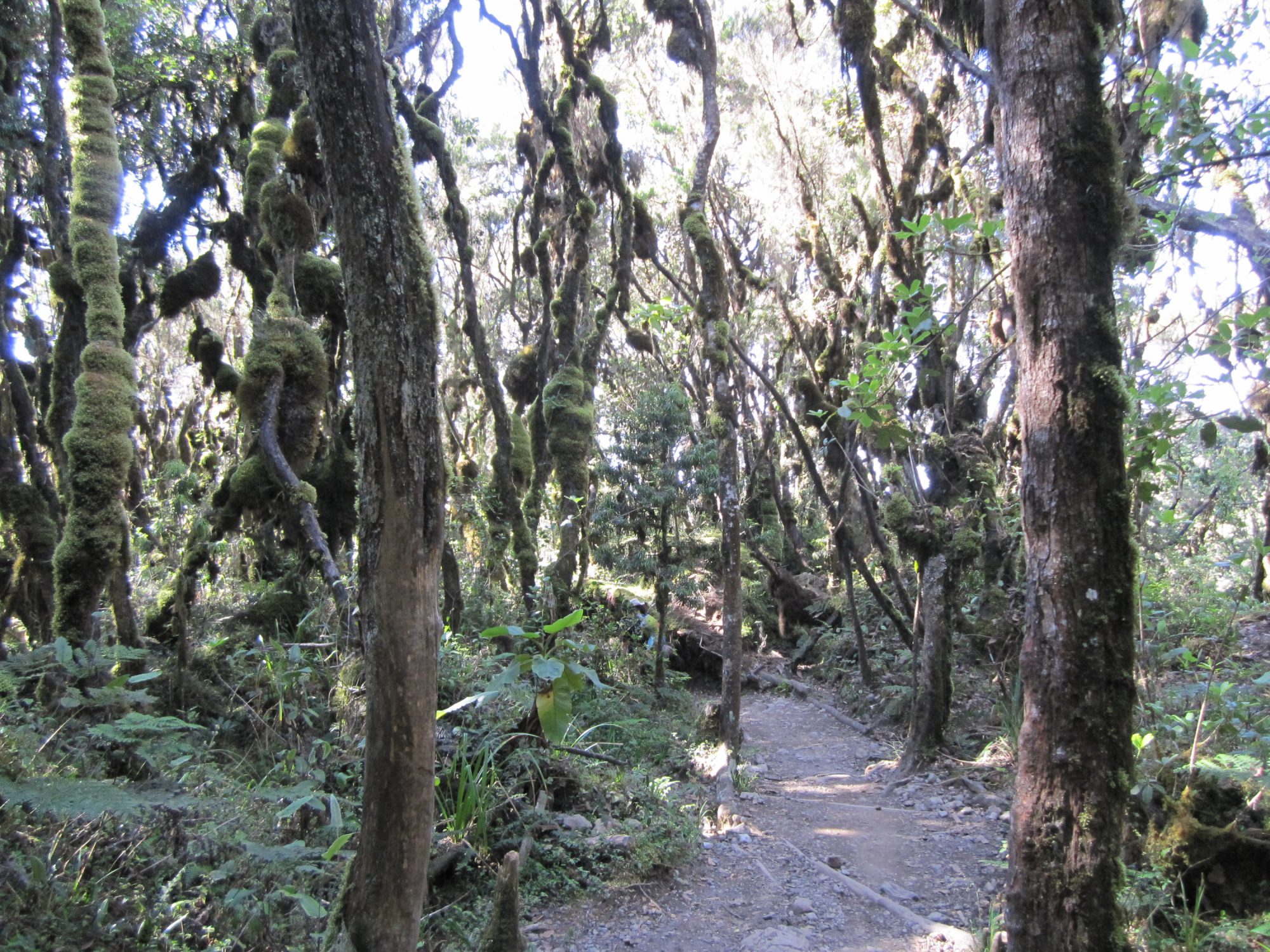 Regenwald, Abstieg Mweka Gate, Kilimandscharo, Kilimandscharo besteigen, Tansania, Afrika, Kilimandscharo Tour, Erfahrungsbericht, Machame Route