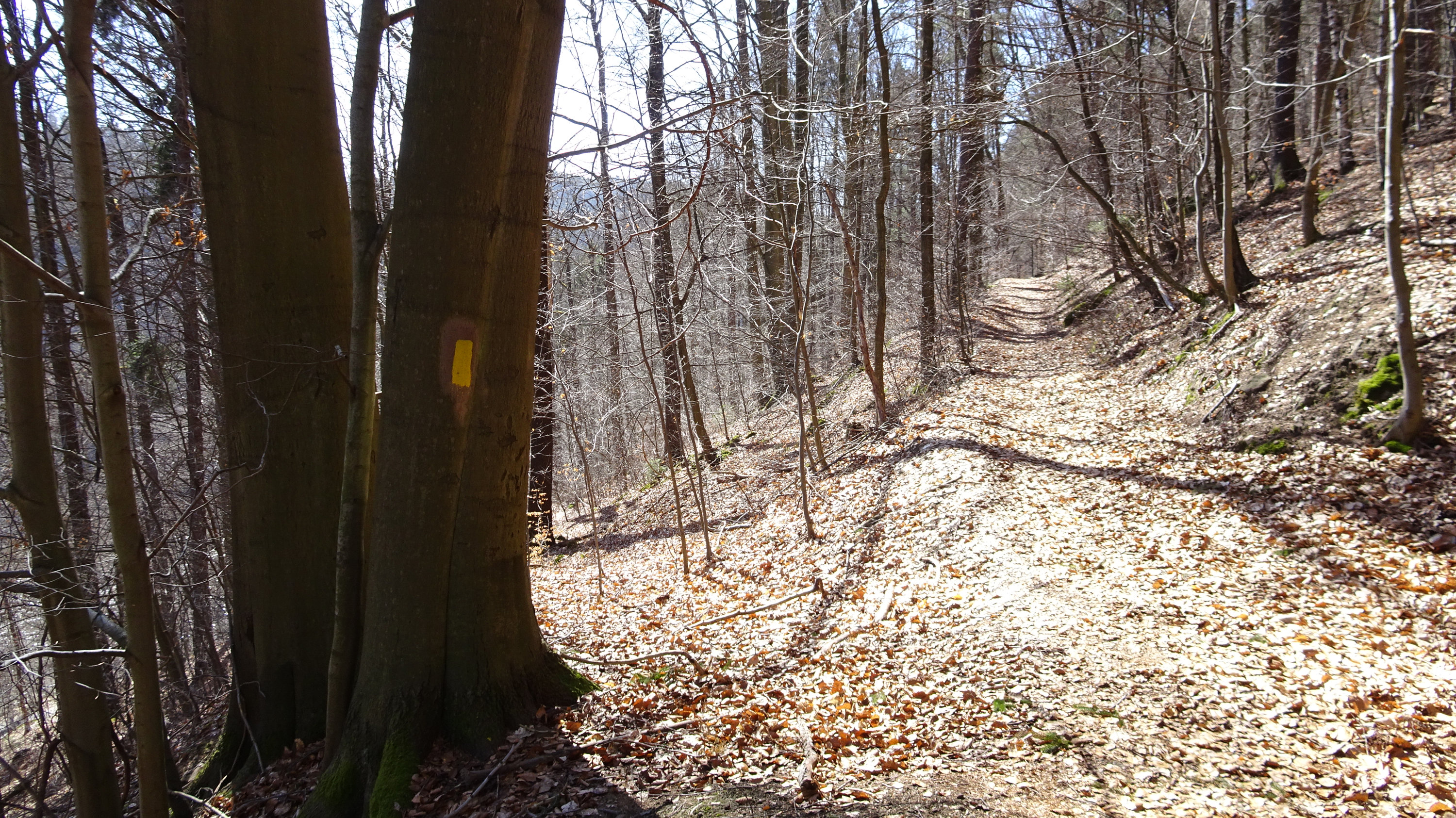 Forststeig, Elbsandsteingebirge, Sächsische Schweiz, Böhmische Schweiz, Trekking, Wandern, Wanderung