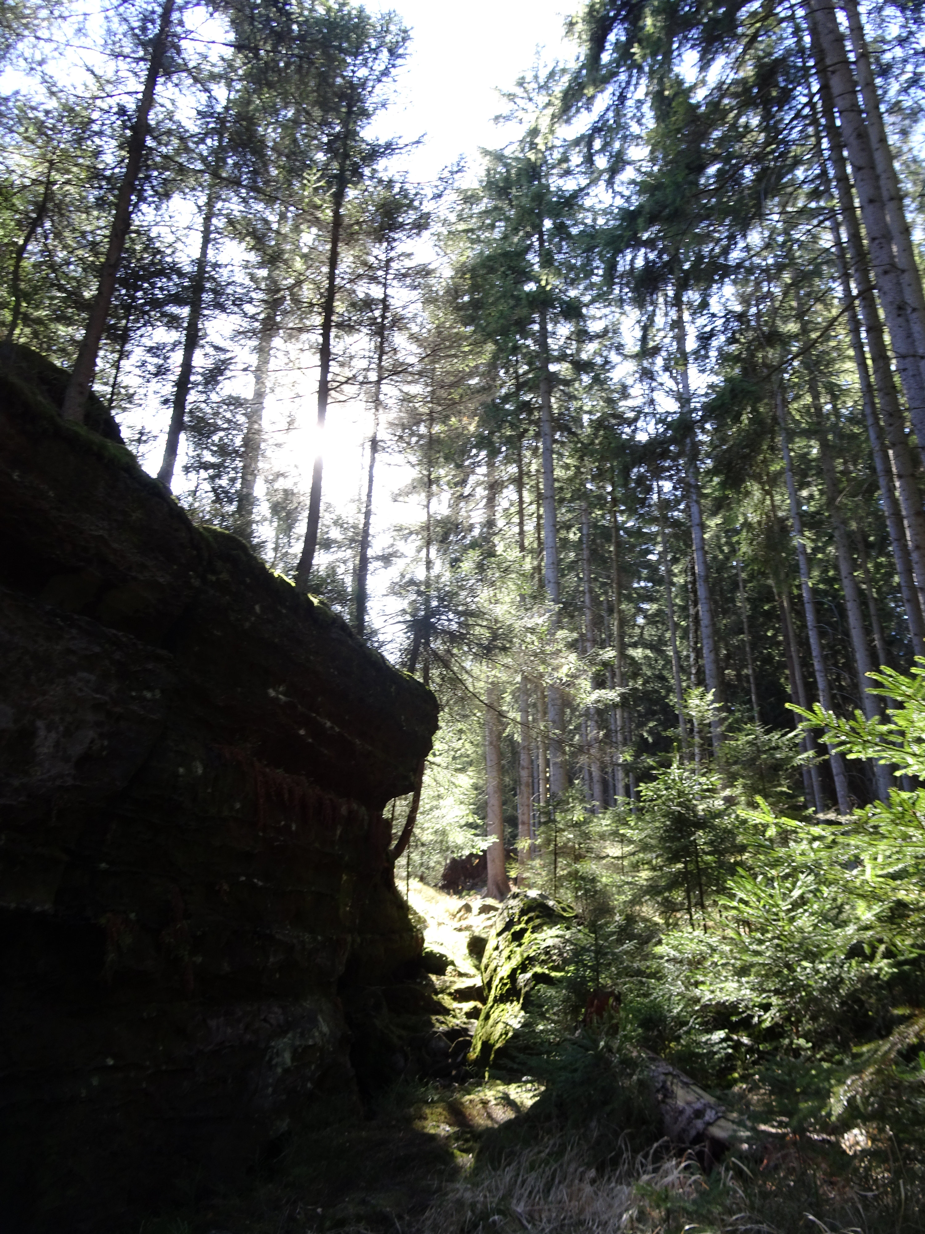 Forststeig, Elbsandsteingebirge, Sächsische Schweiz, Böhmische Schweiz, Trekking, Wandern, Wanderung