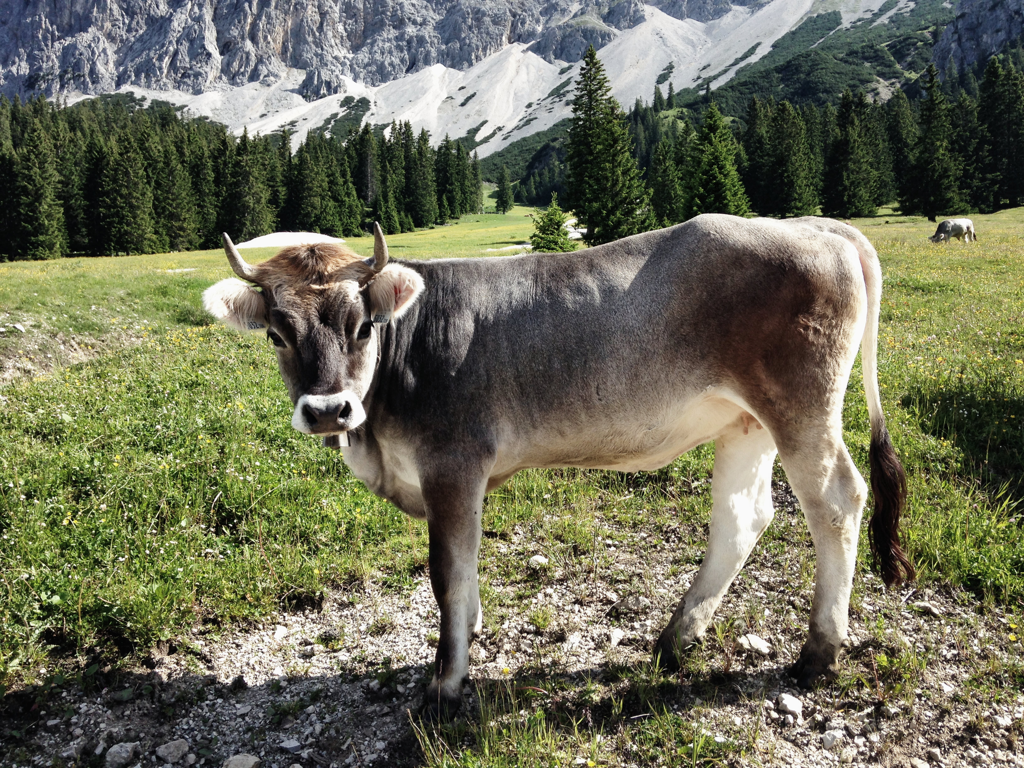 Tiroler Grauvieh, Durchs Reintal auf die Zugspitze Hüttentour Fjella