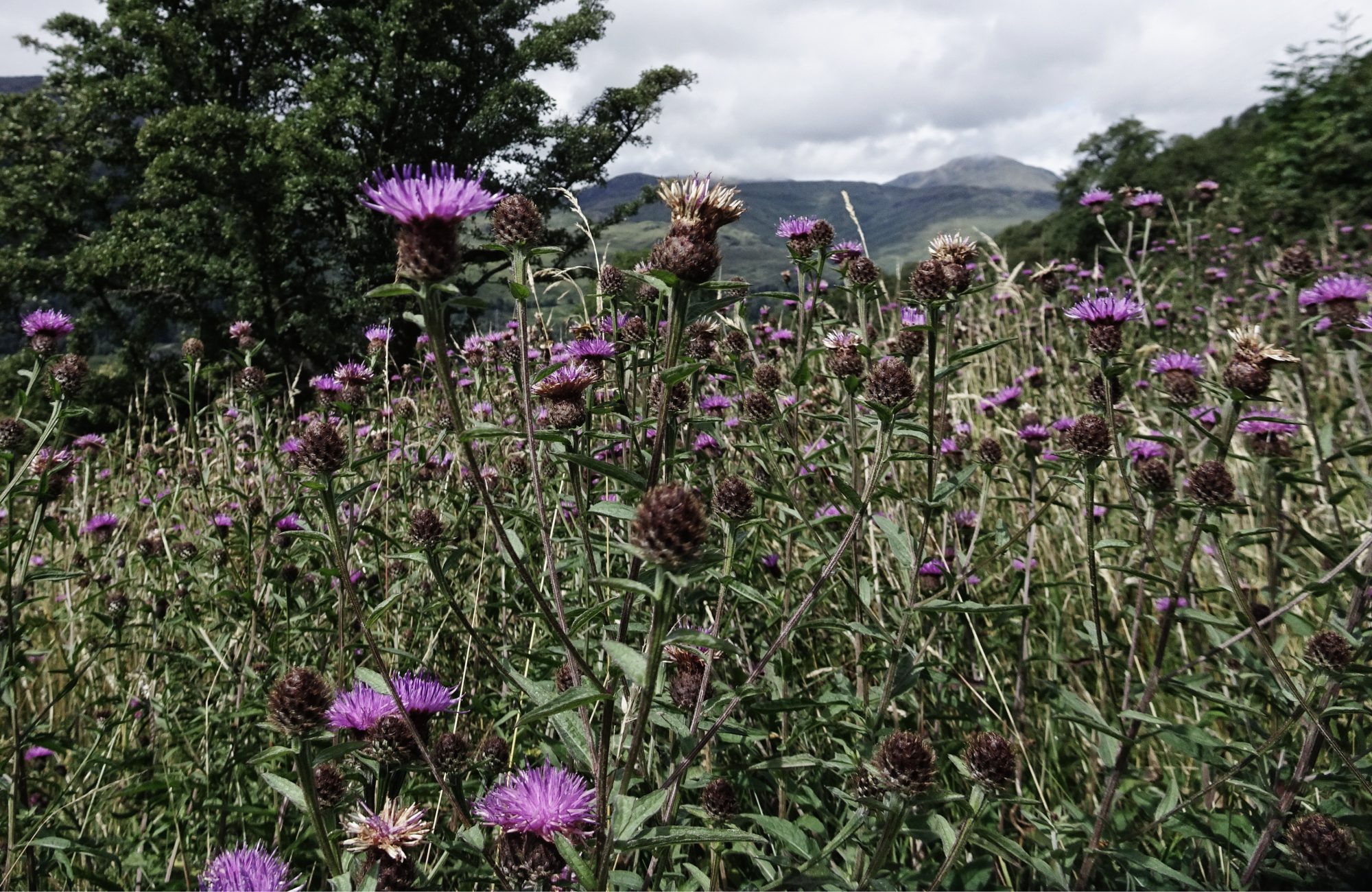 Die Distel, Nationalblume Schottlands , West Highland Way, Schottland, Wanderung, Weitwandern, Trekking, Highlands