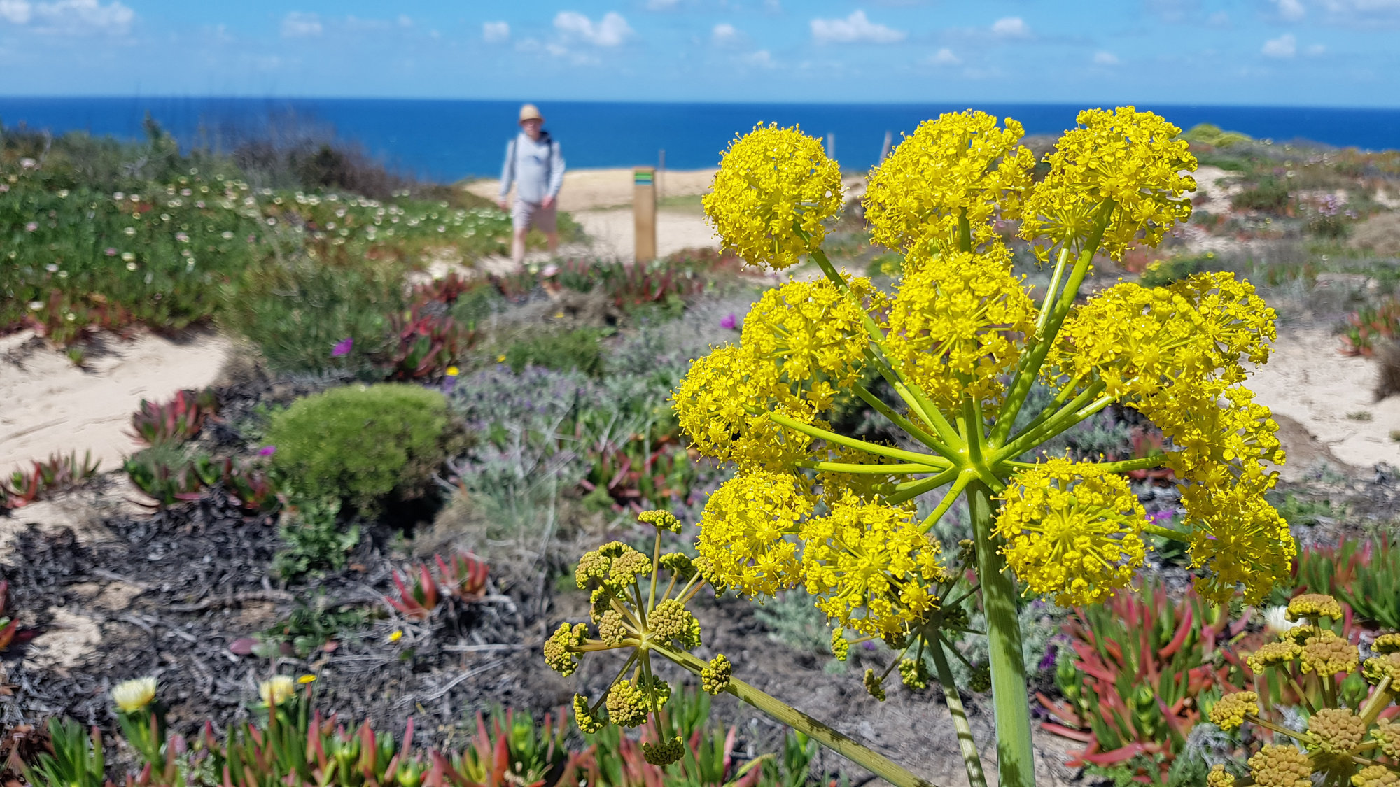 Frühlingsblüte im April auf dem Fischerweg in Portugal, Wandern im Frühling