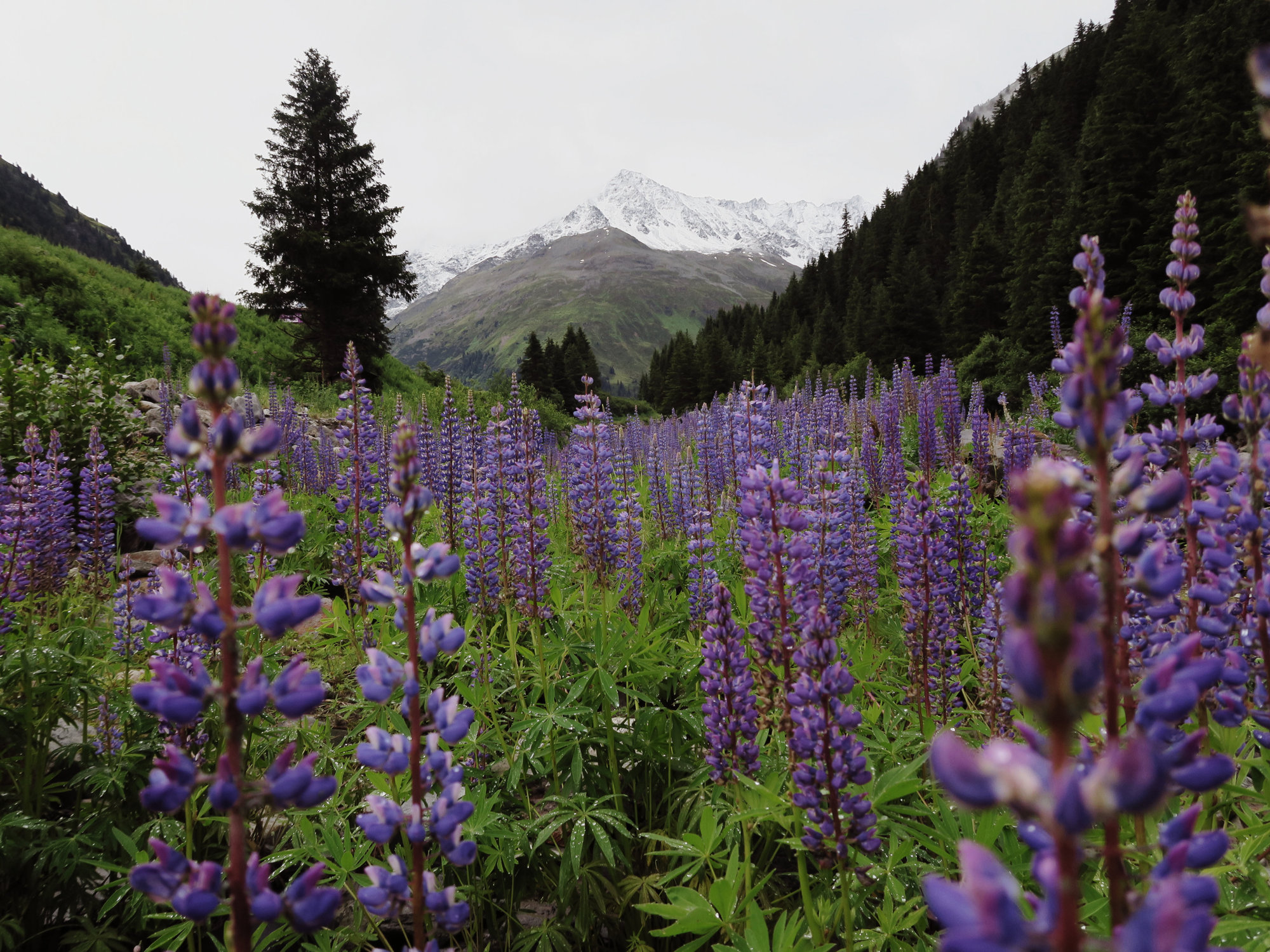 Österreich Wanderungen im Pitztal Mittagskogel