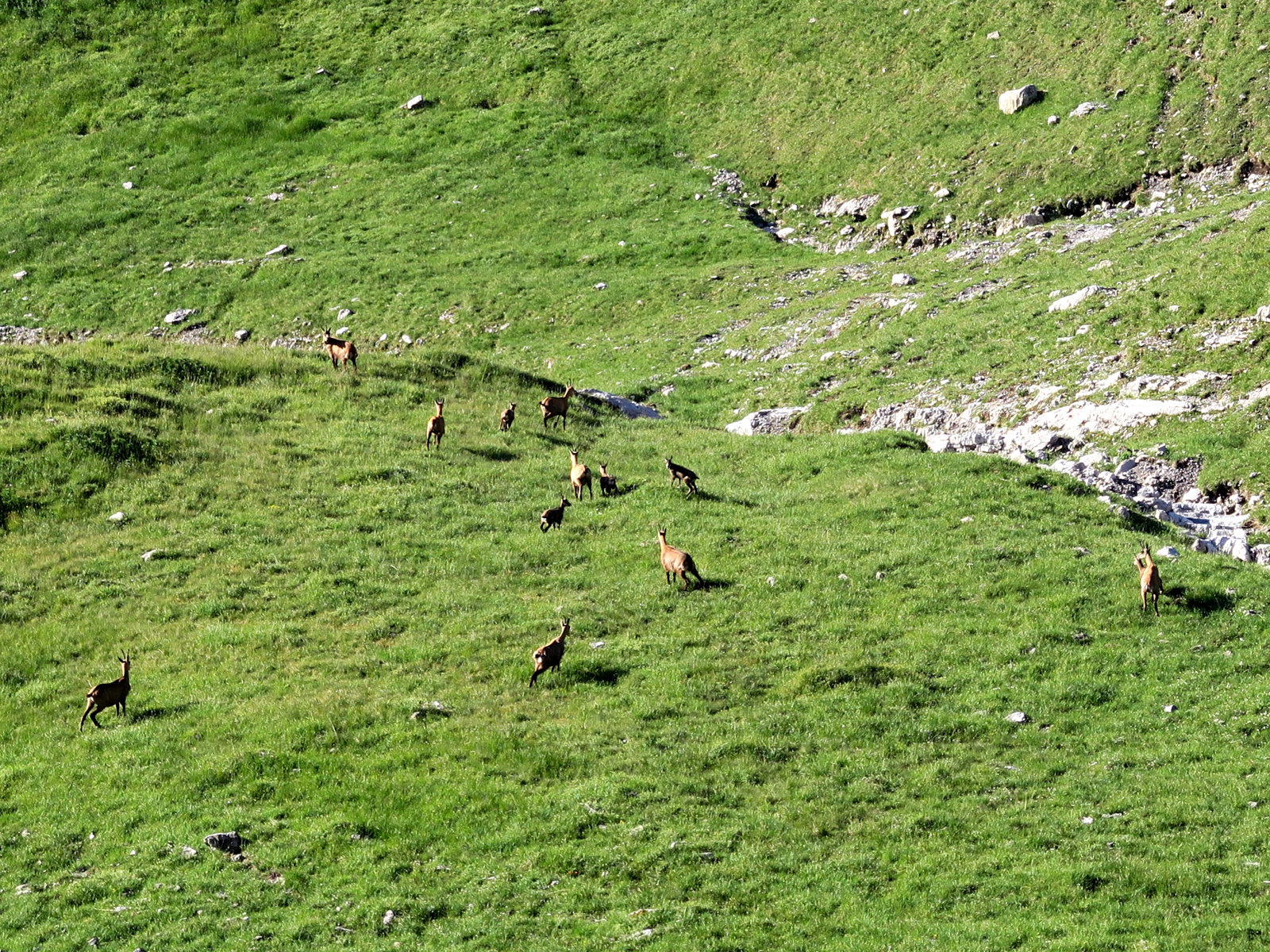 Eine Horde Gämse bei der Hüttentour zum Schrecksee