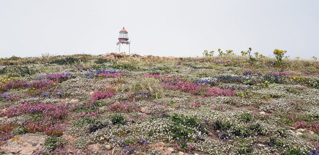 Berlenga Portugal