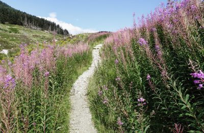 West Highland Way, Schottland, Wanderung, Weitwandern, Trekking, Highlands