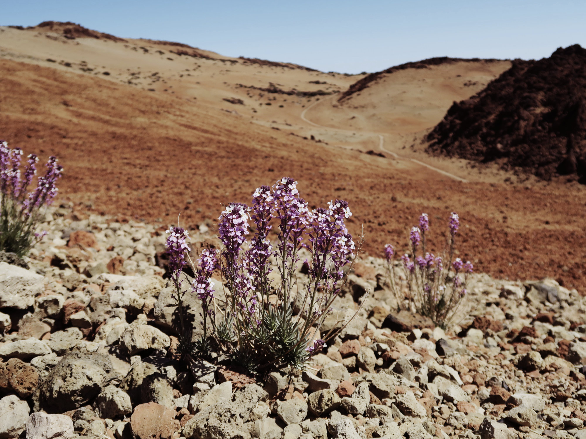 Teide Veilchen, Montana Blanca Wanderung