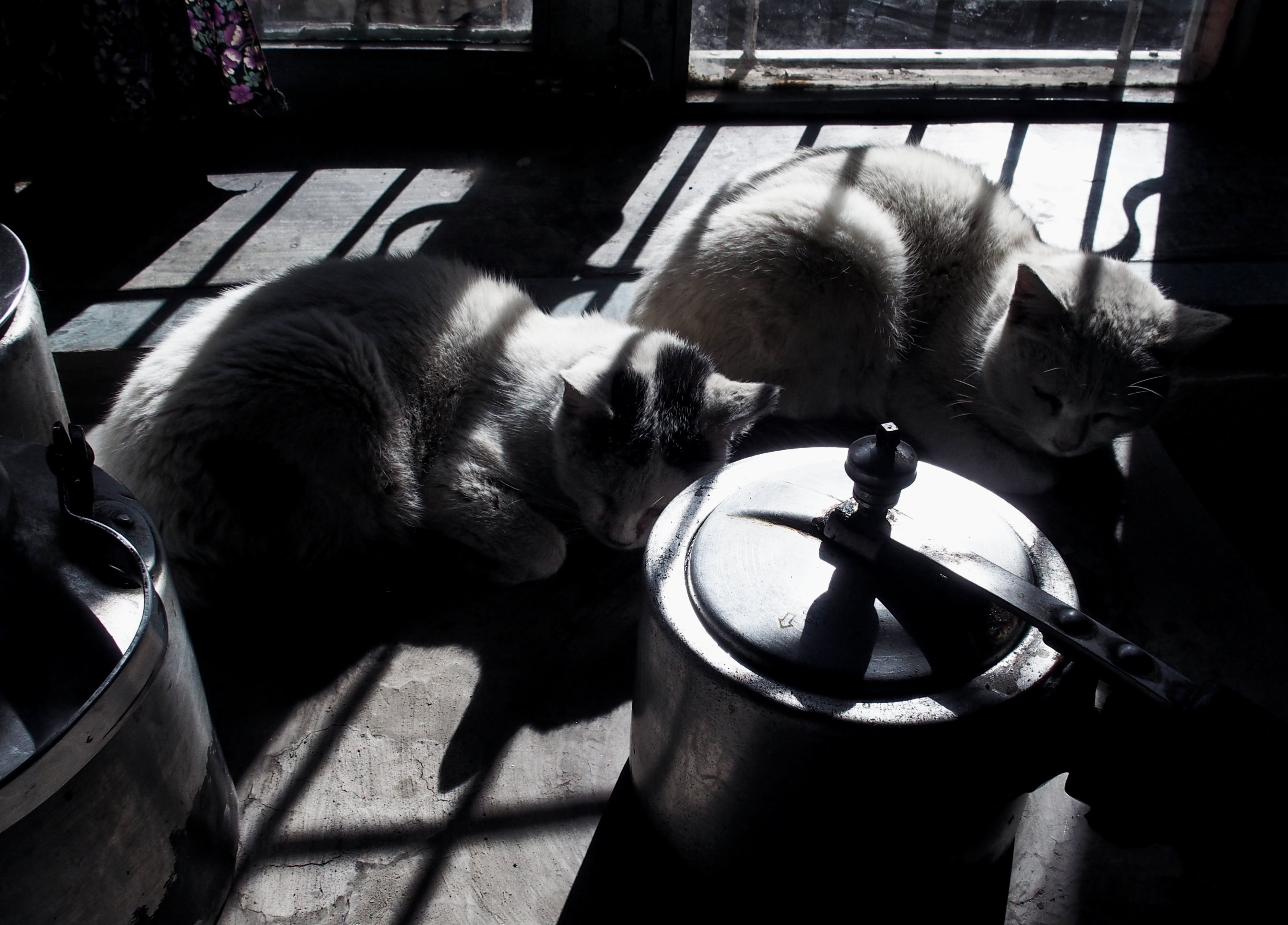 Katzen in der Sonne in Kagbeni