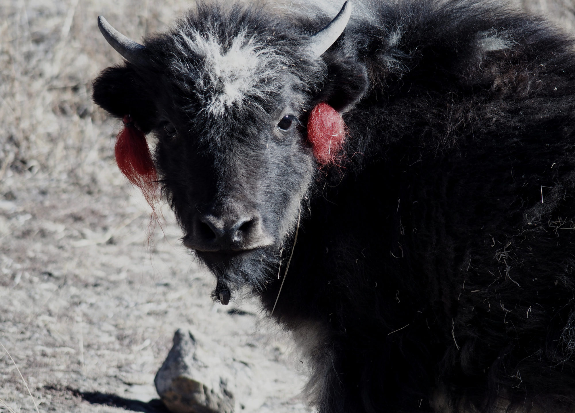 Zum Kuscheln dieses Yak Baby