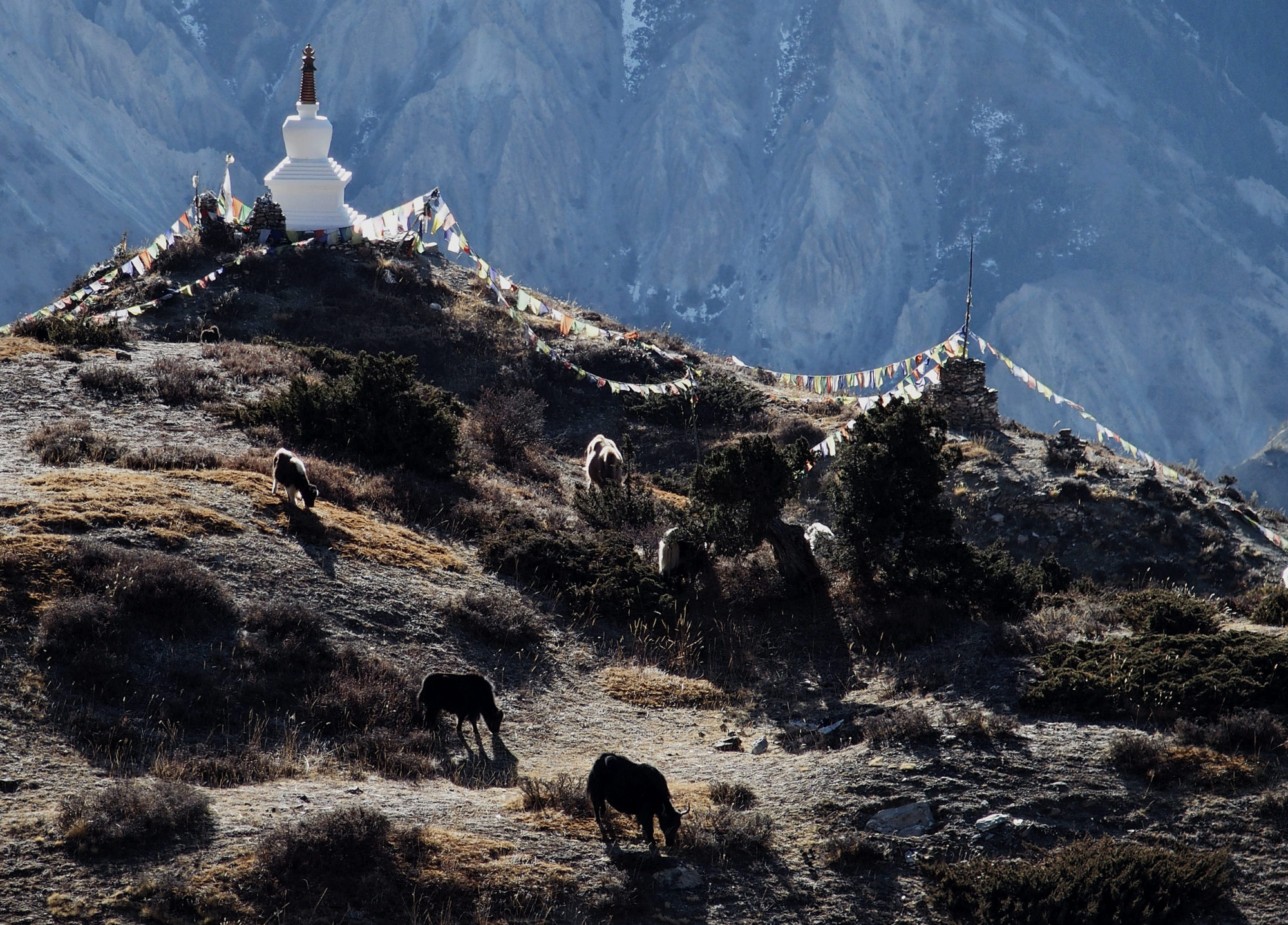 Yaks auf dem Weg zum Ice Lake