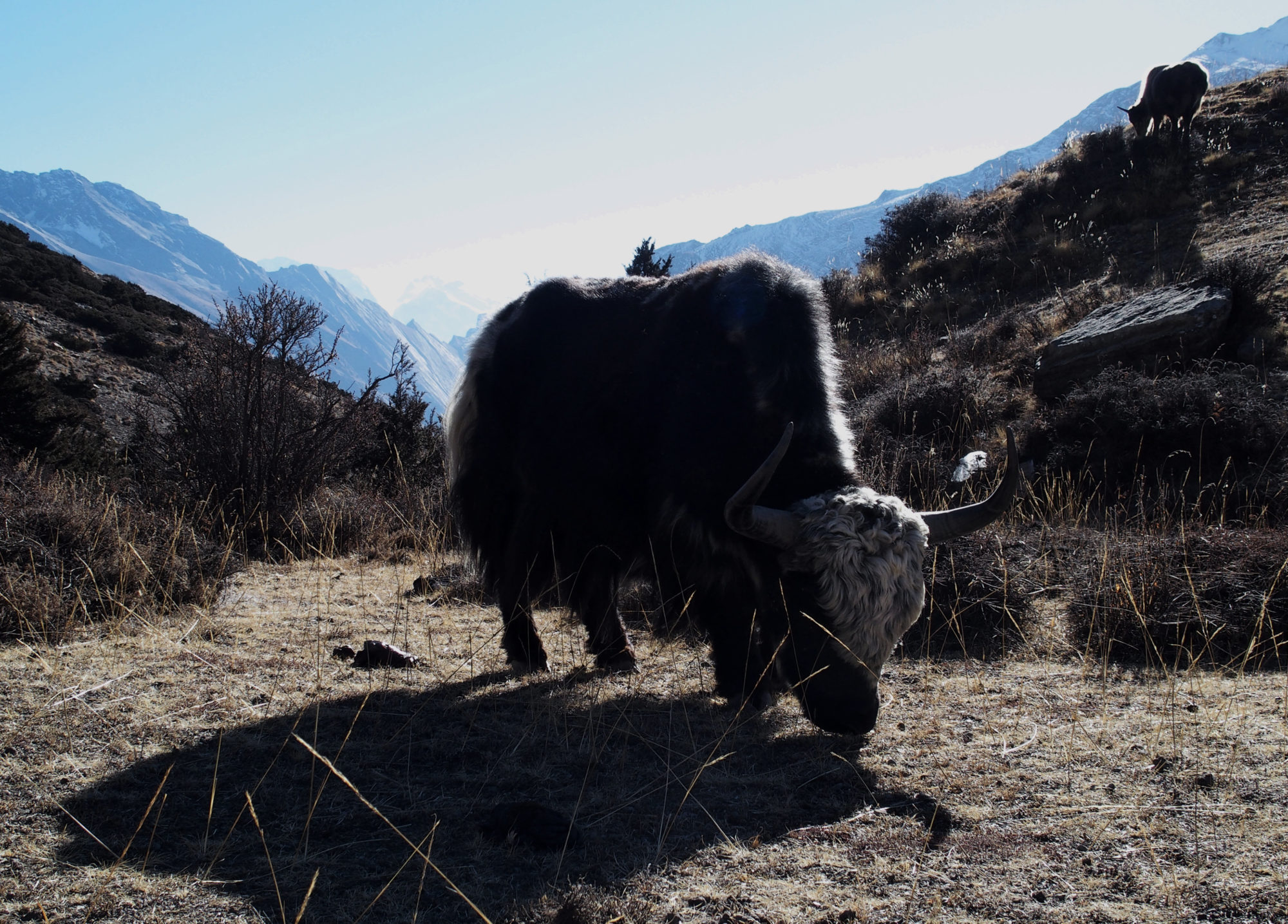 Yak auf dem Weg zum Ice Lake