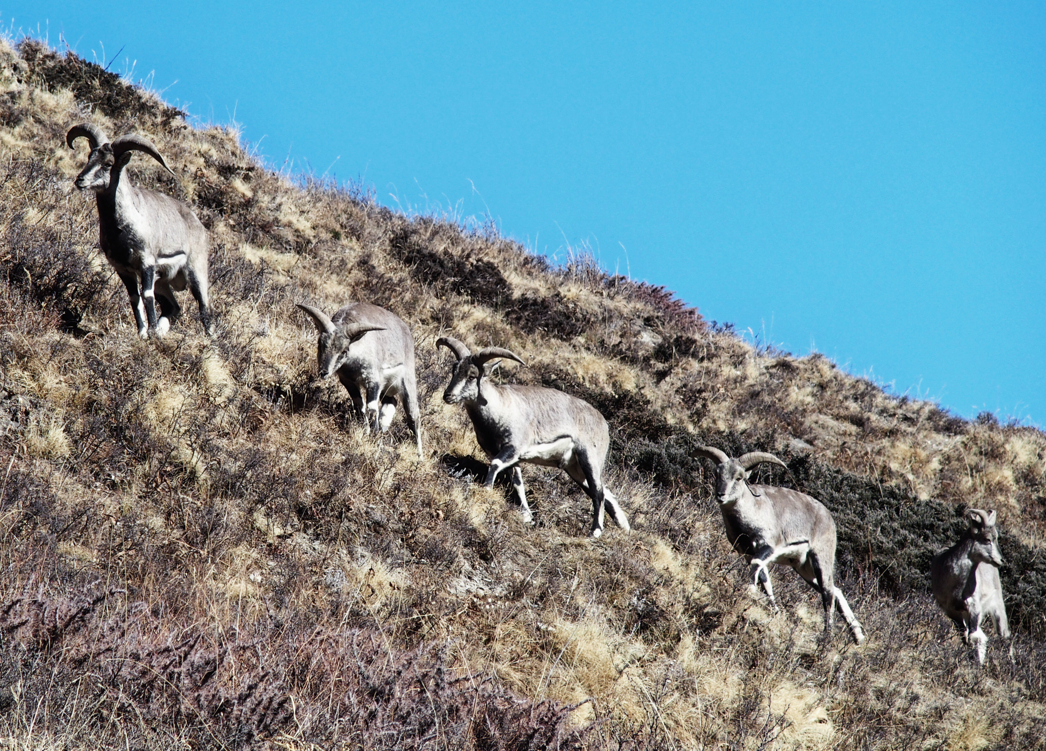 Tiere auf dem Annapurna Circuit