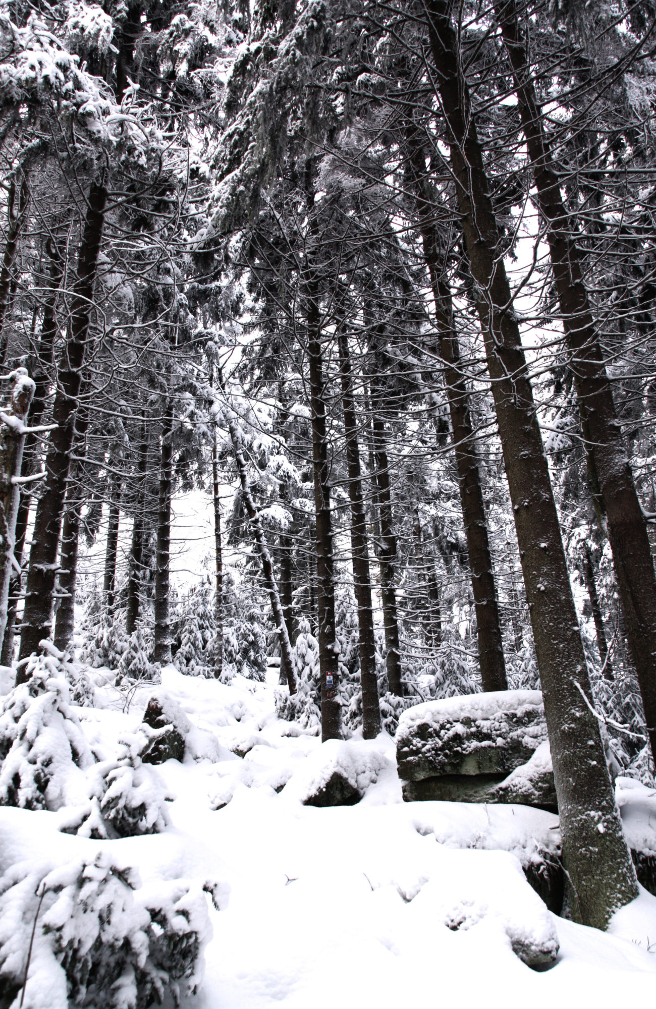 Kurz vor den Rudolfsteinen im Fichtelgebirge