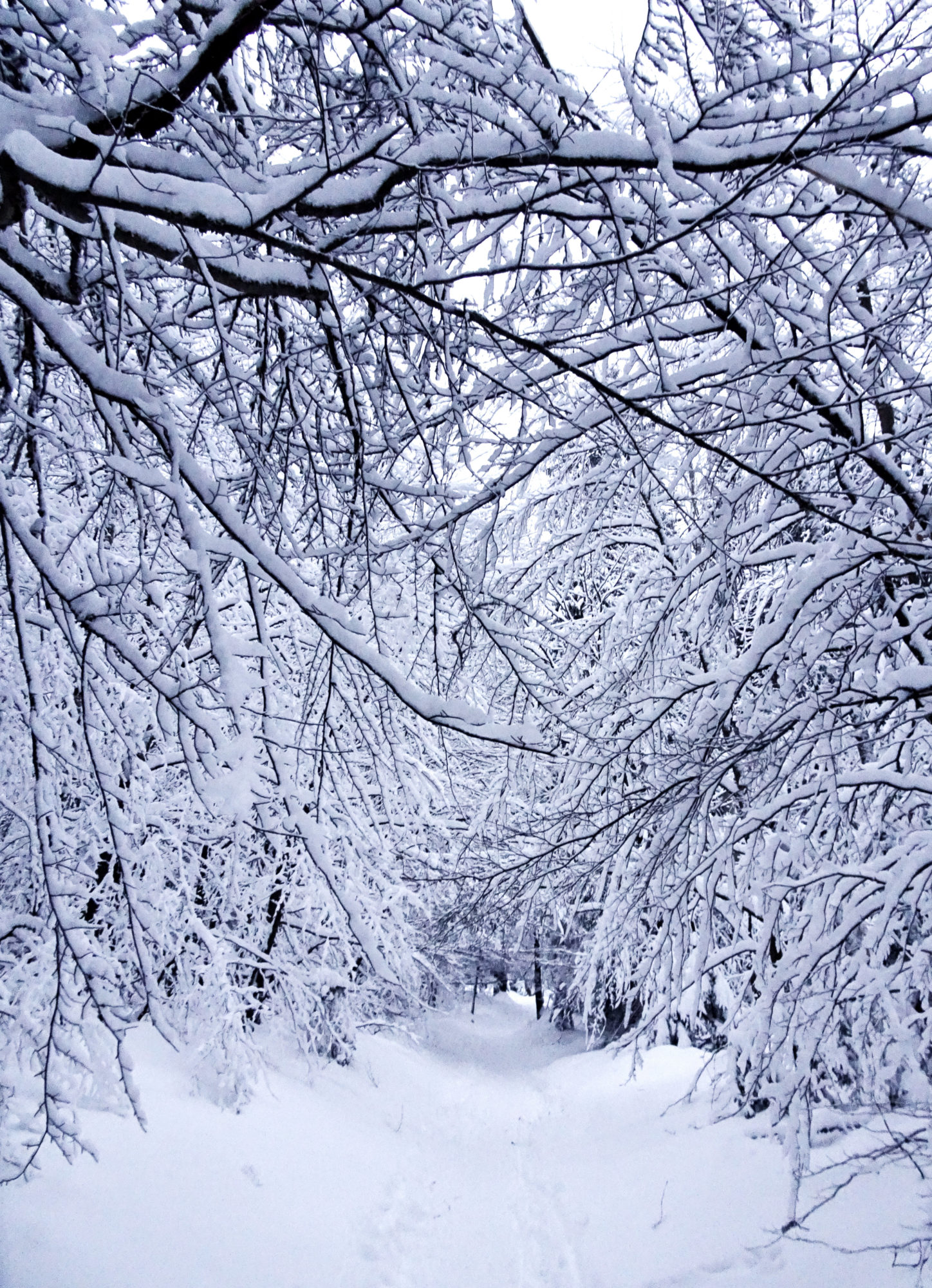 Traumhafter Abstieg vom Seehaus