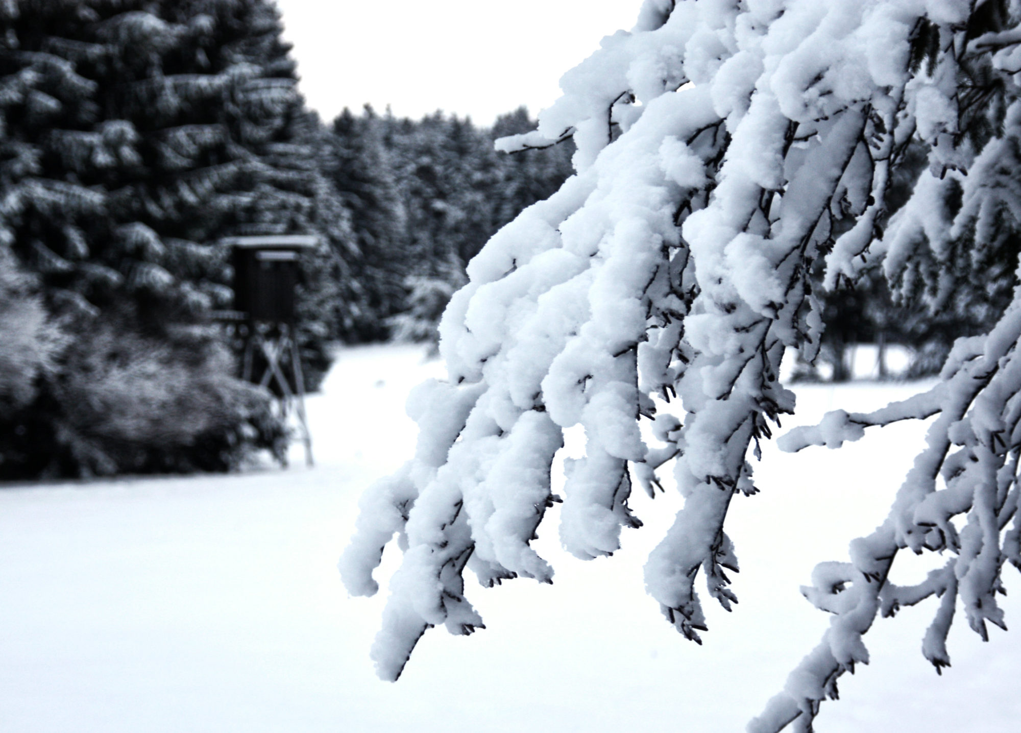 Schneeblick Zweig und Hochsitz