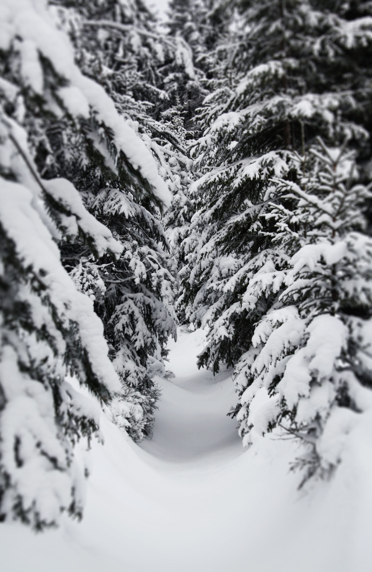 Höhenweg verschneit im Fichtelgebirge