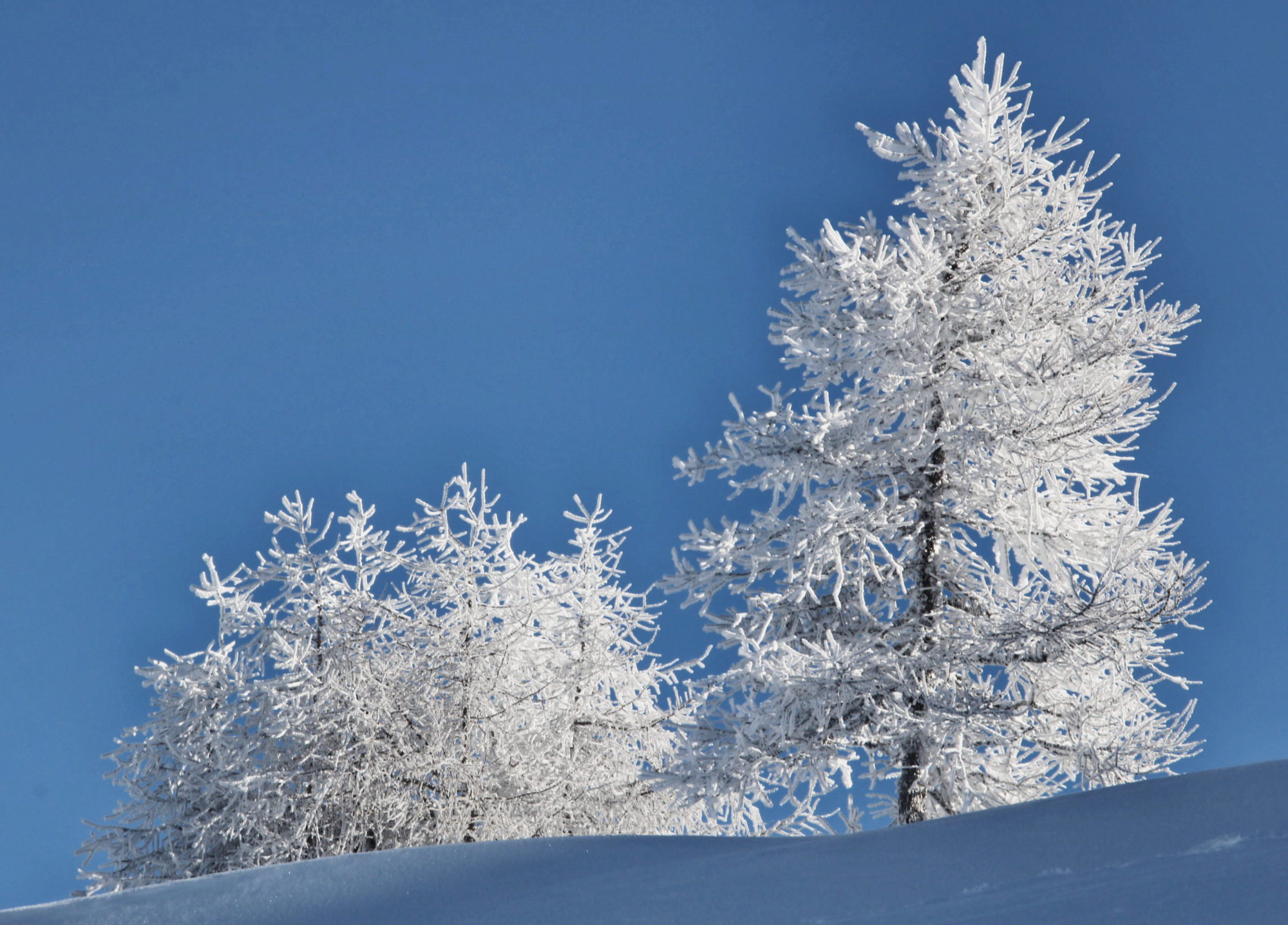 Schneebedeckt Bäume, Sonne, Brennerberge