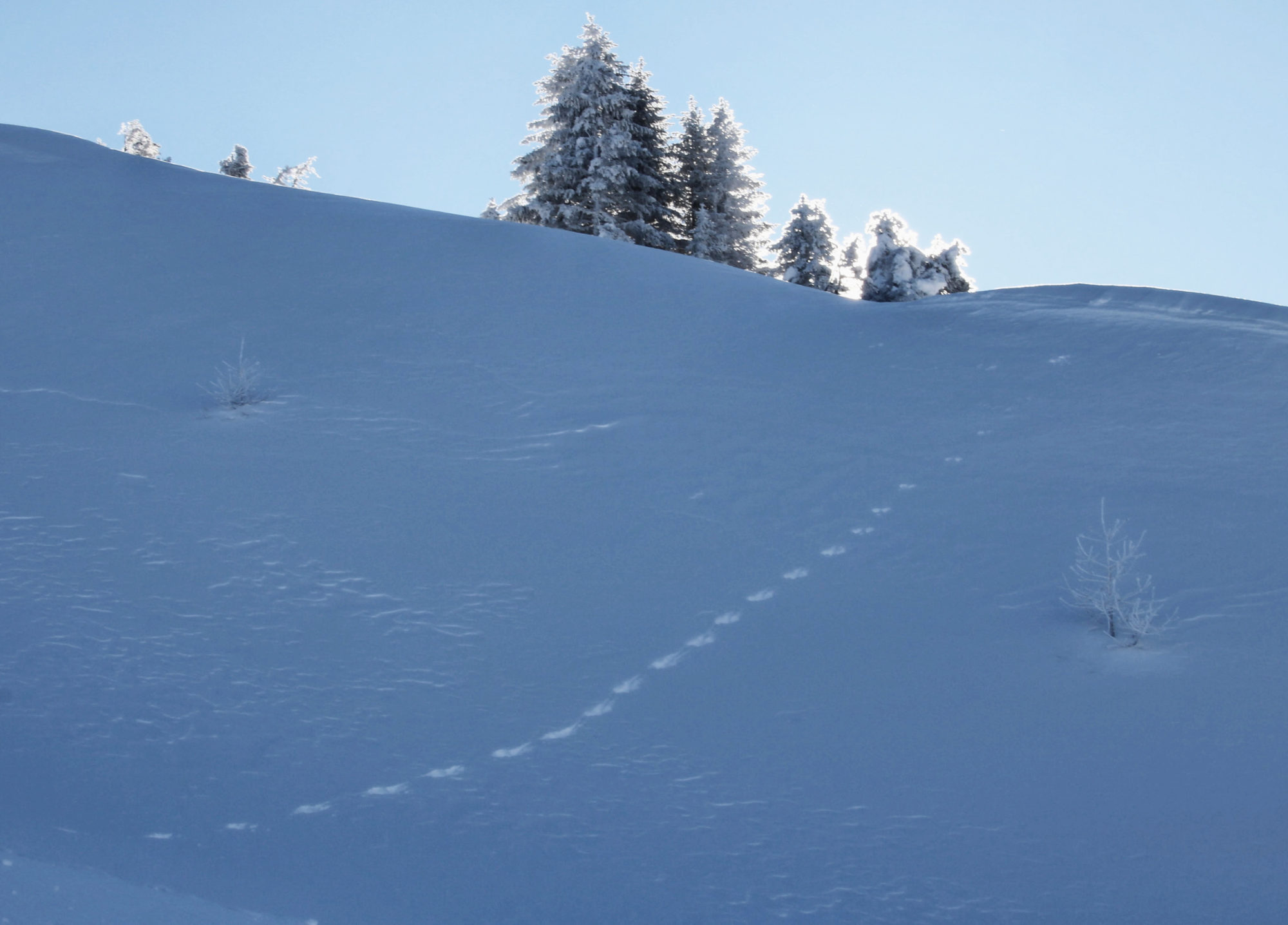 Auch Schneehasen spuren ihren Weg