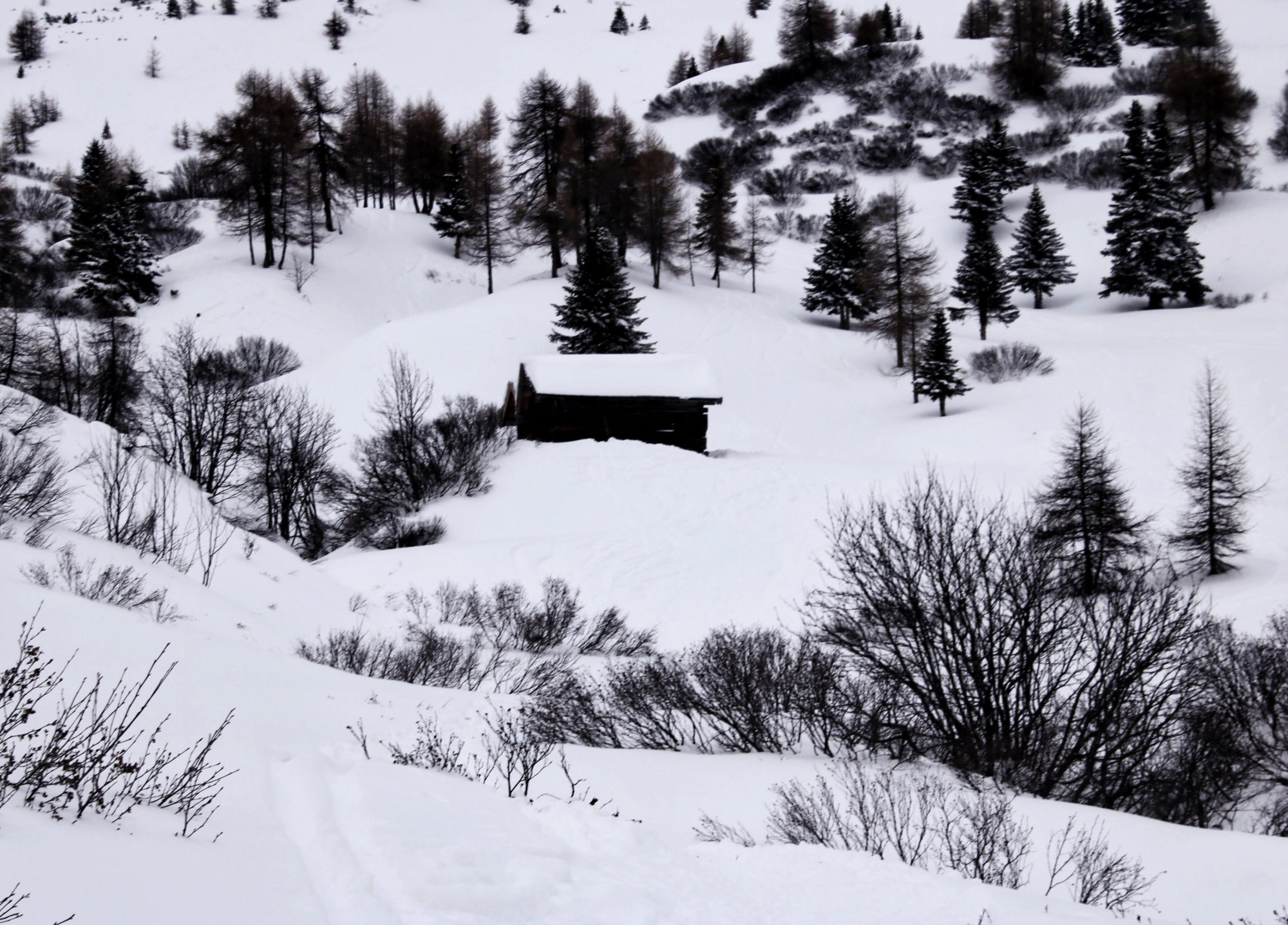 Schneeschuhwanderung Hoch über Hügel durch den Wald