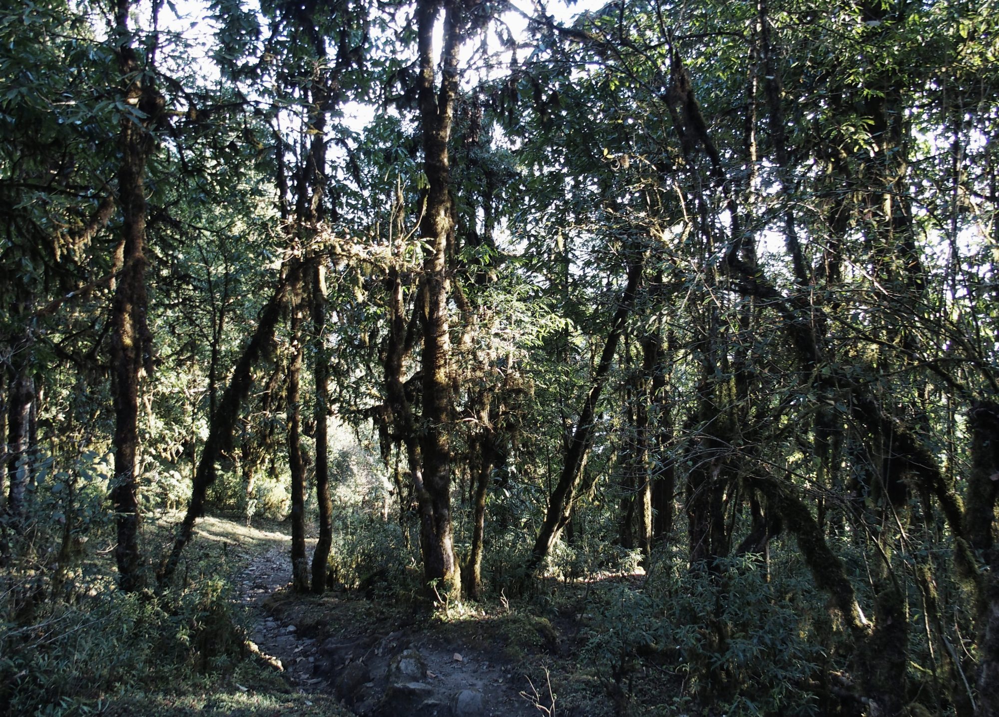 Annapurna Base Camp Trail mit Regenwald Feeling