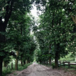 Wanderweg in Brandenburg auf dem Mammutmarsch