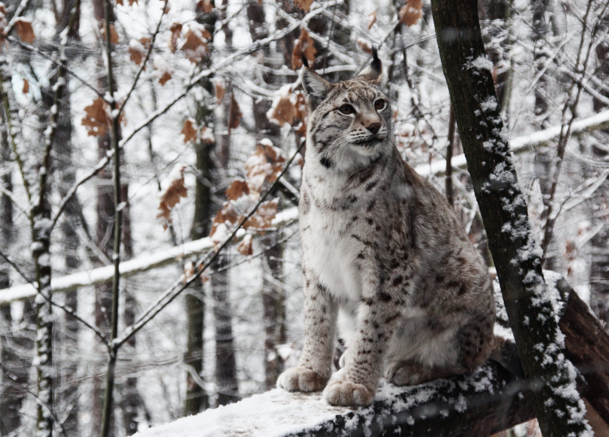 Elbsandsteingebirge, Sächsische Schweiz, Wandern, Wandertour, Luchs