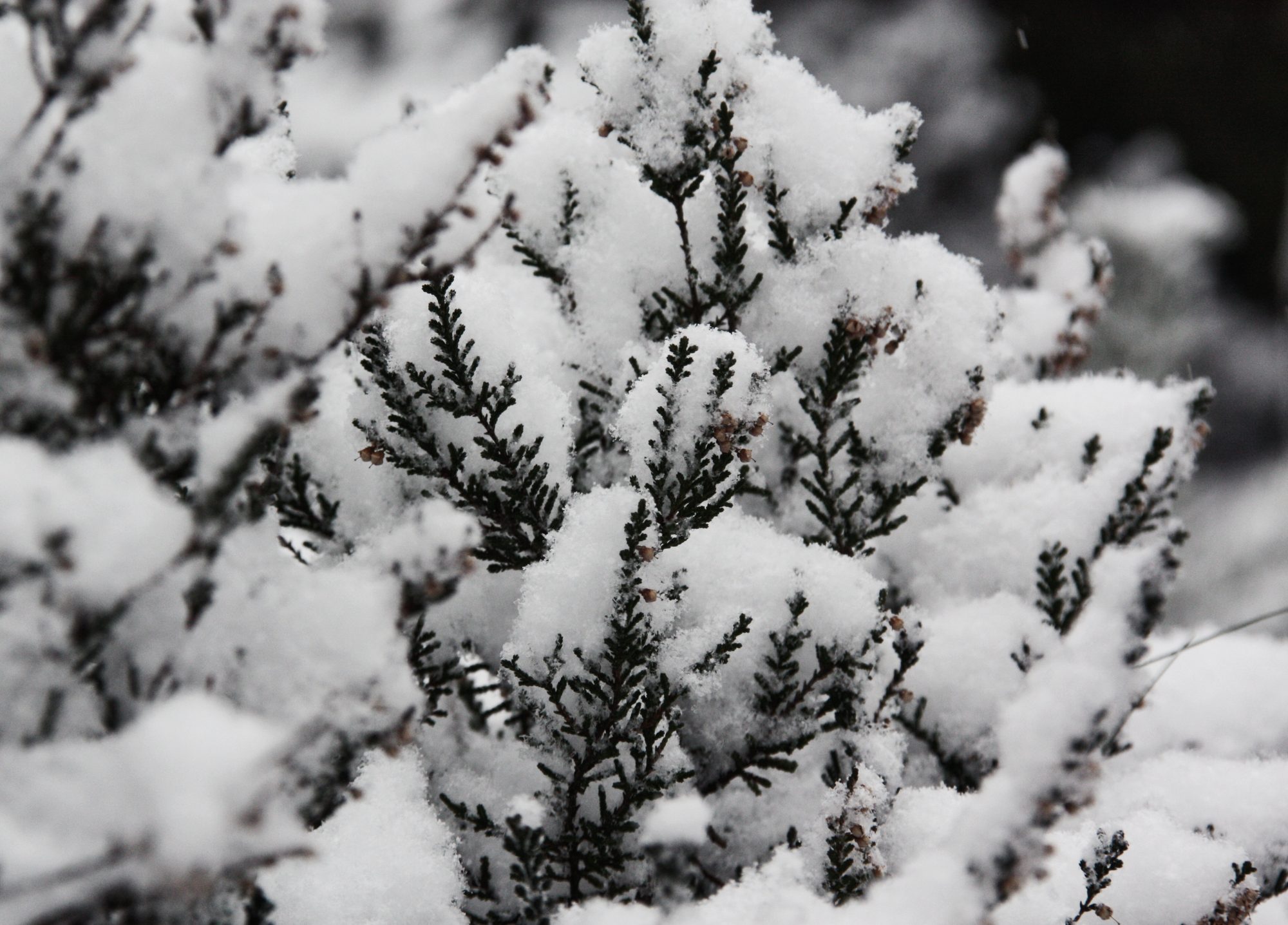 Winter, Elbsandsteingebirge, Sächsische Schweiz, Wandern, Wandertour