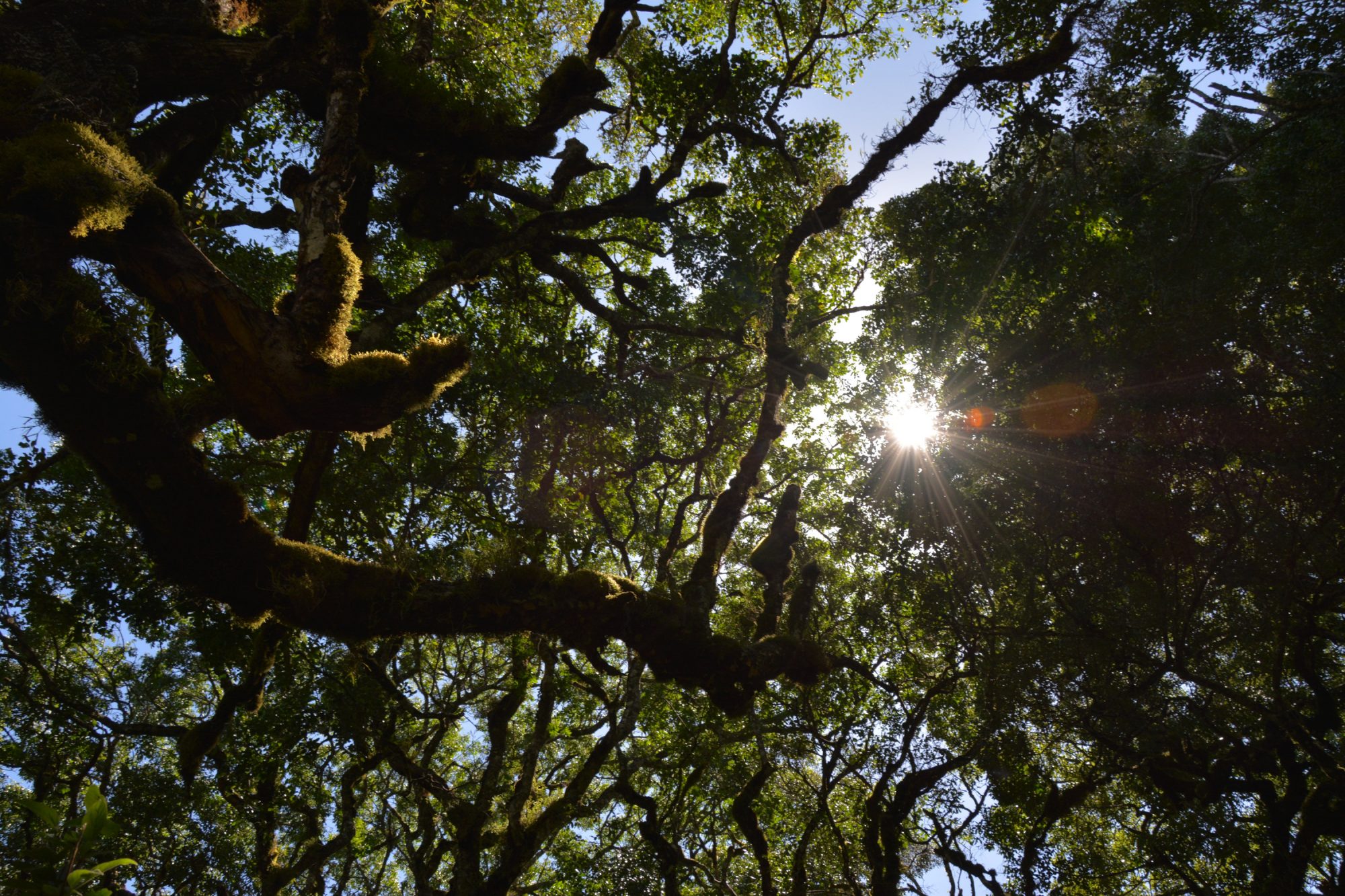 Mount Meru, Regenwald, Arusha Nationalpark, Tansania, Afrika