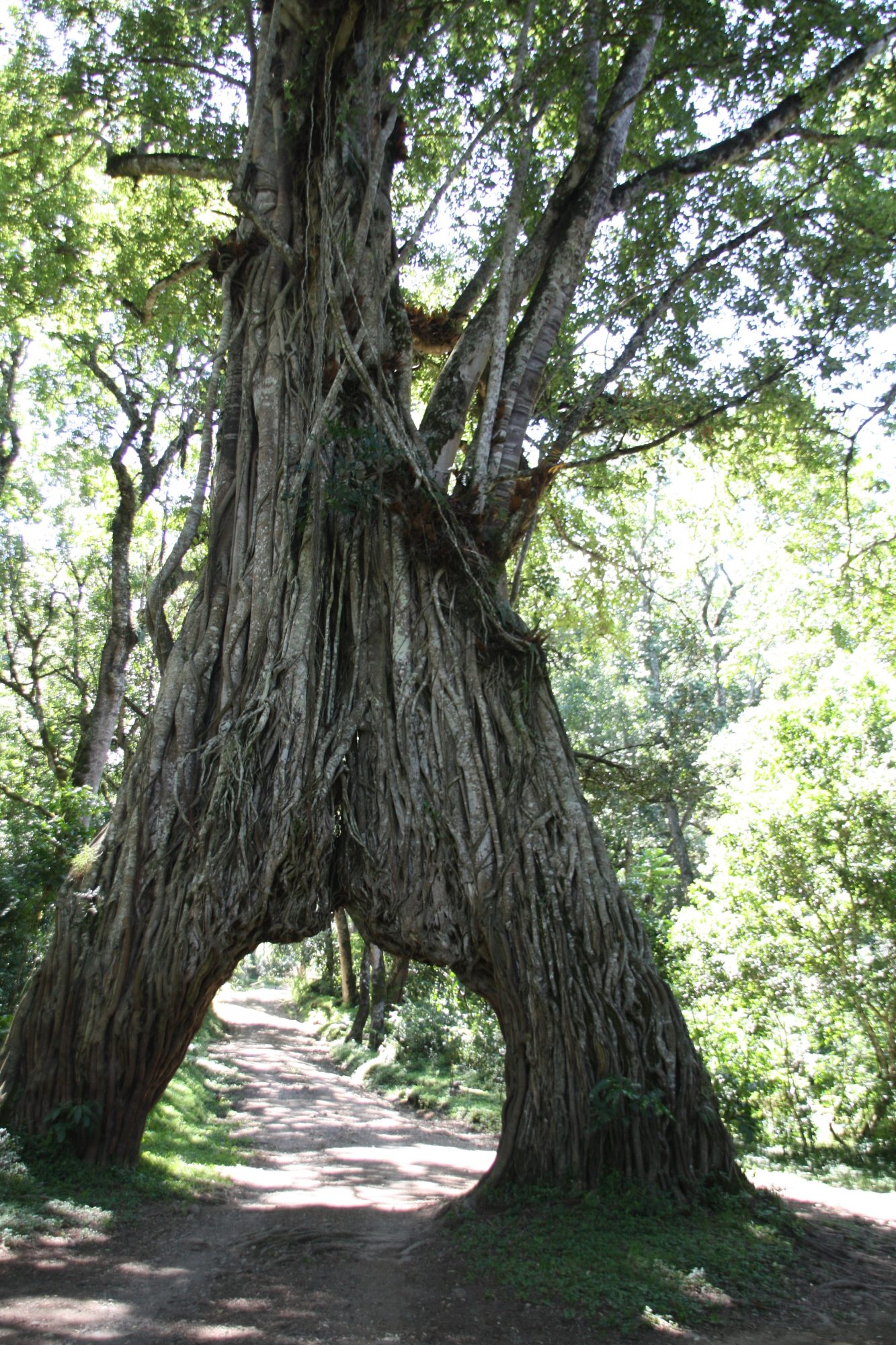 Mount Meru, Regenwald, Arusha Nationalpark, Tansania, Afrika