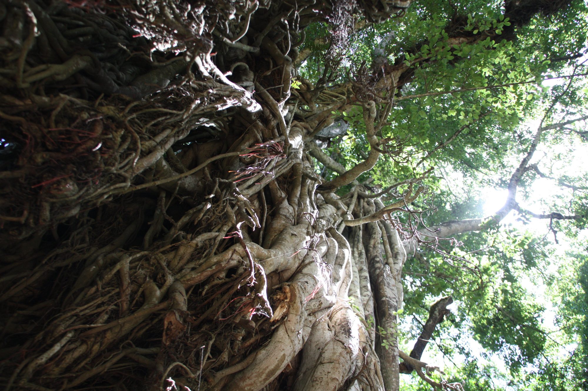Mount Meru, Regenwald, Arusha Nationalpark, Tansania, Afrika