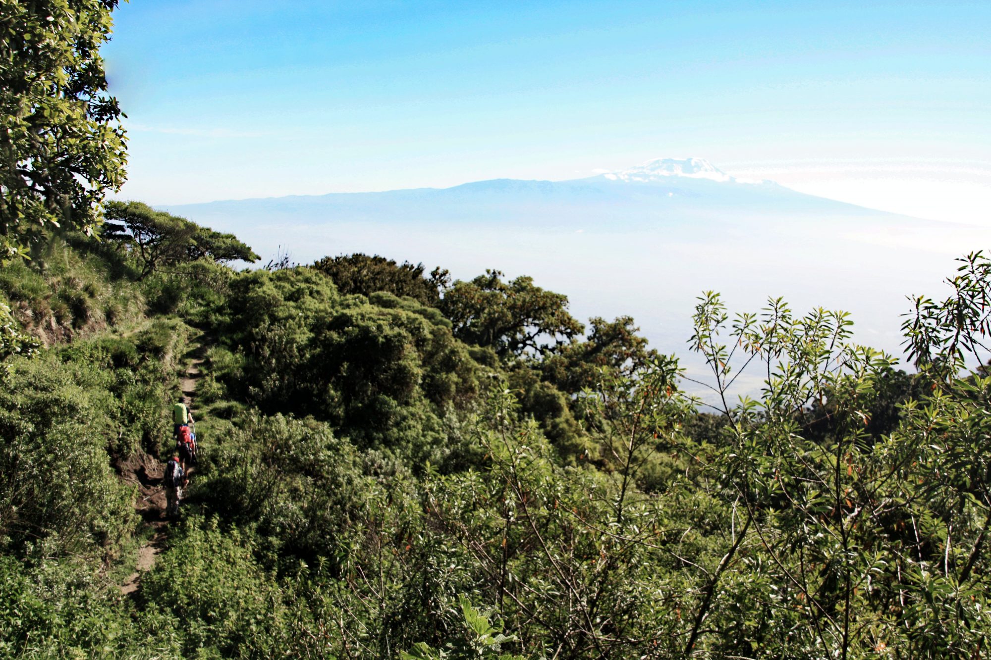 Wandern am Mount Meru mit Kilimandscharo Blick, Regenwald, Arusha Nationalpark, Tansania, Afrika