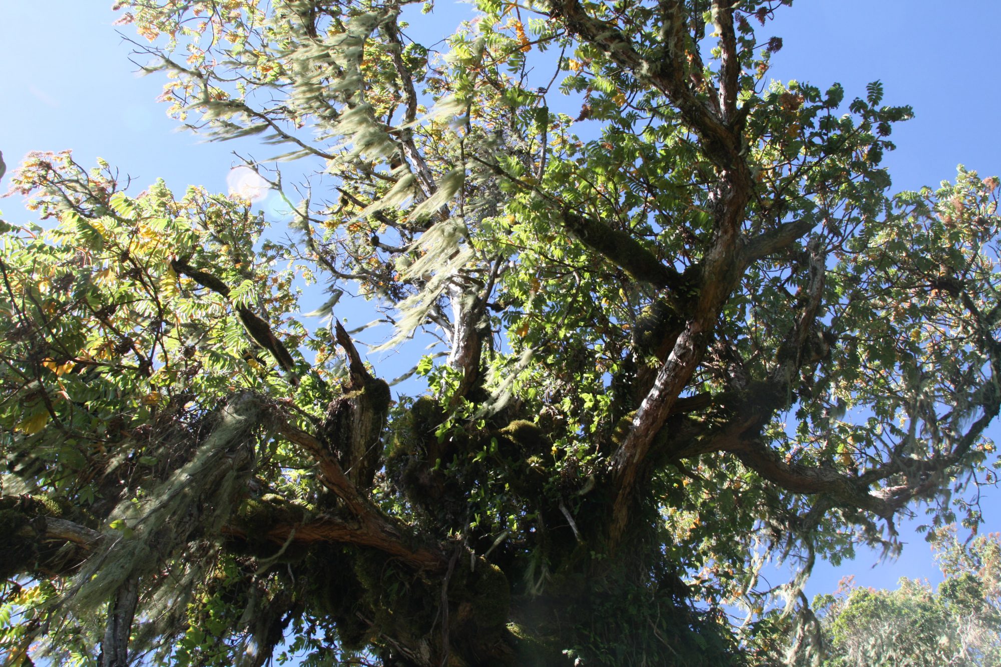 Regenwald am Mount Meru, Regenwald, Arusha Nationalpark, Tansania, Afrika