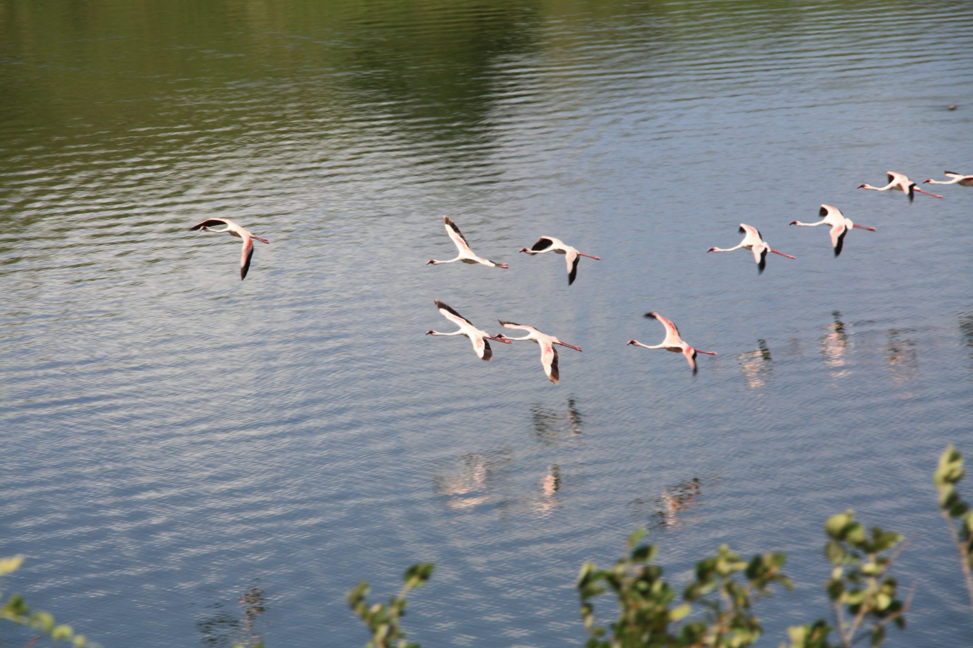 Vögel am Momella Lake, Tansania, Mount Meru Nationalpark