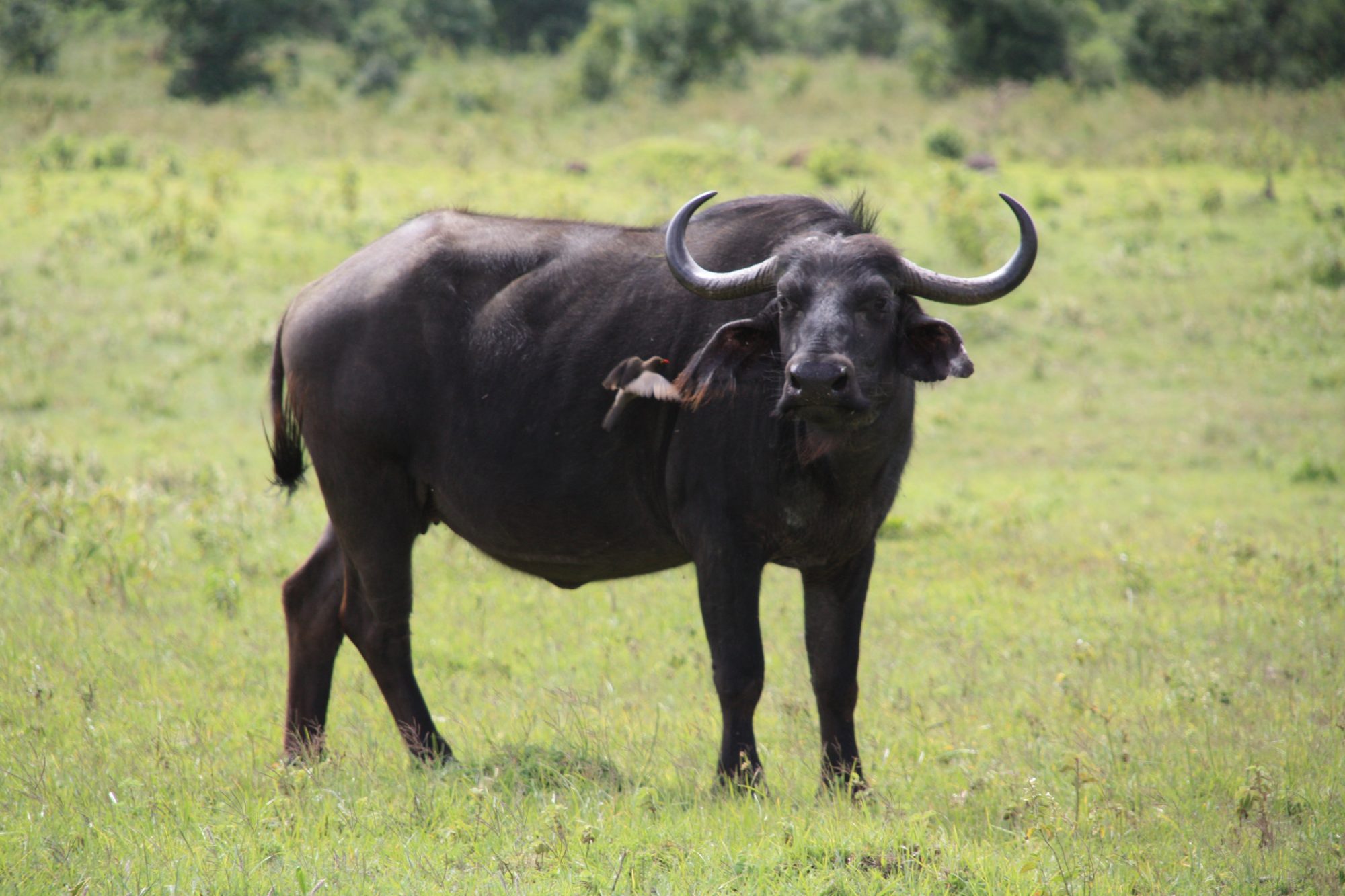 Büffel am Momella Lake, Tansania, Mount Meru Nationalpark