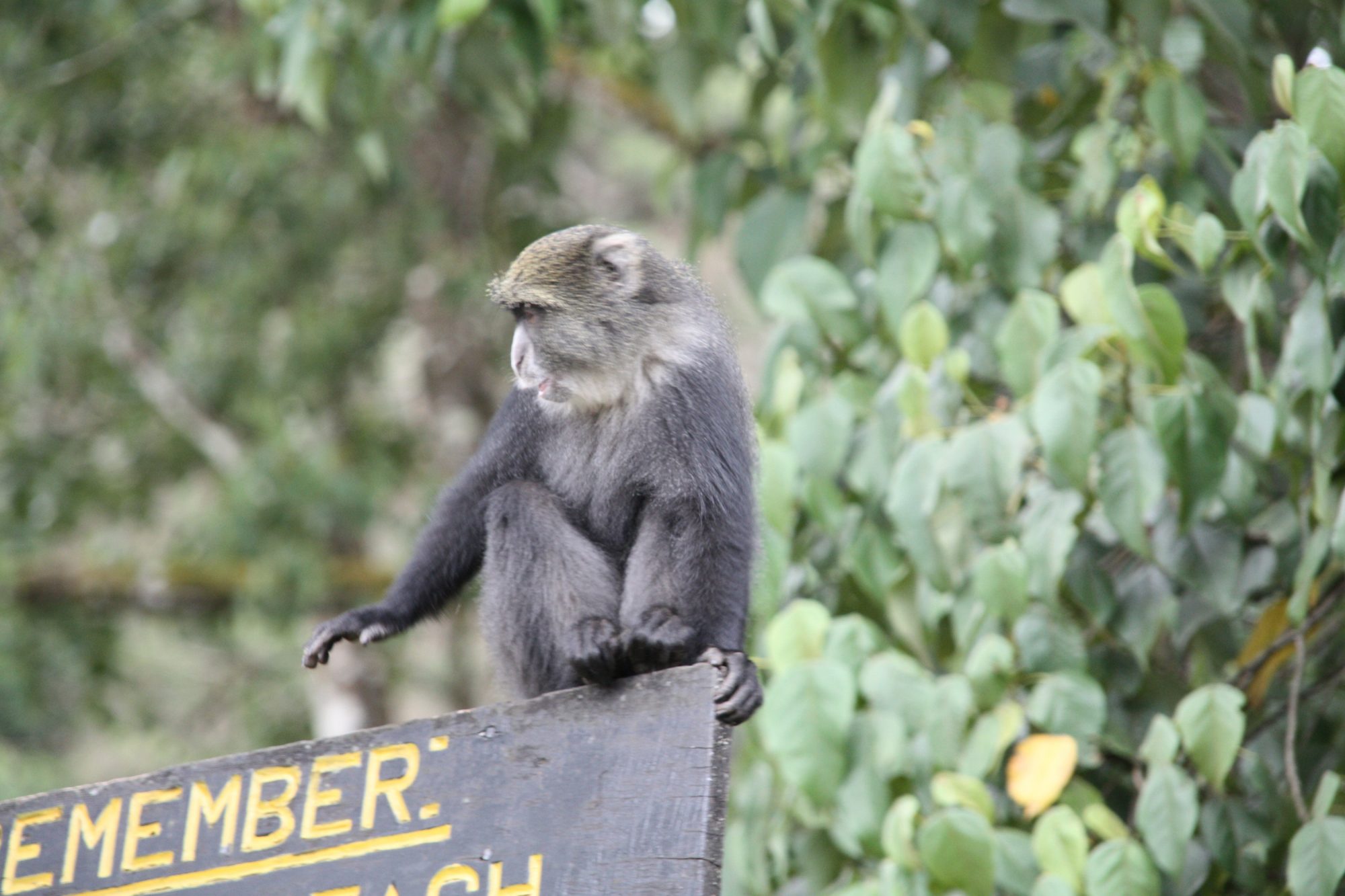 Kilimandscharo, Kilimandscharo besteigen, Tansania, Afrika, Kilimandscharo Tour, Erfahrungsbericht, Machame Route