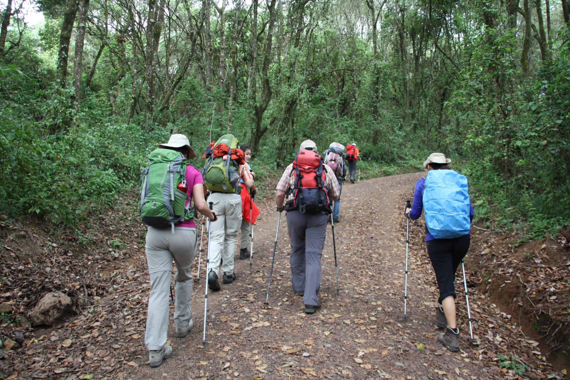 Forstweg am Machame Gate, Kilimandscharo, Kilimandscharo besteigen, Tansania, Afrika, Kilimandscharo Tour, Erfahrungsbericht, Machame Route