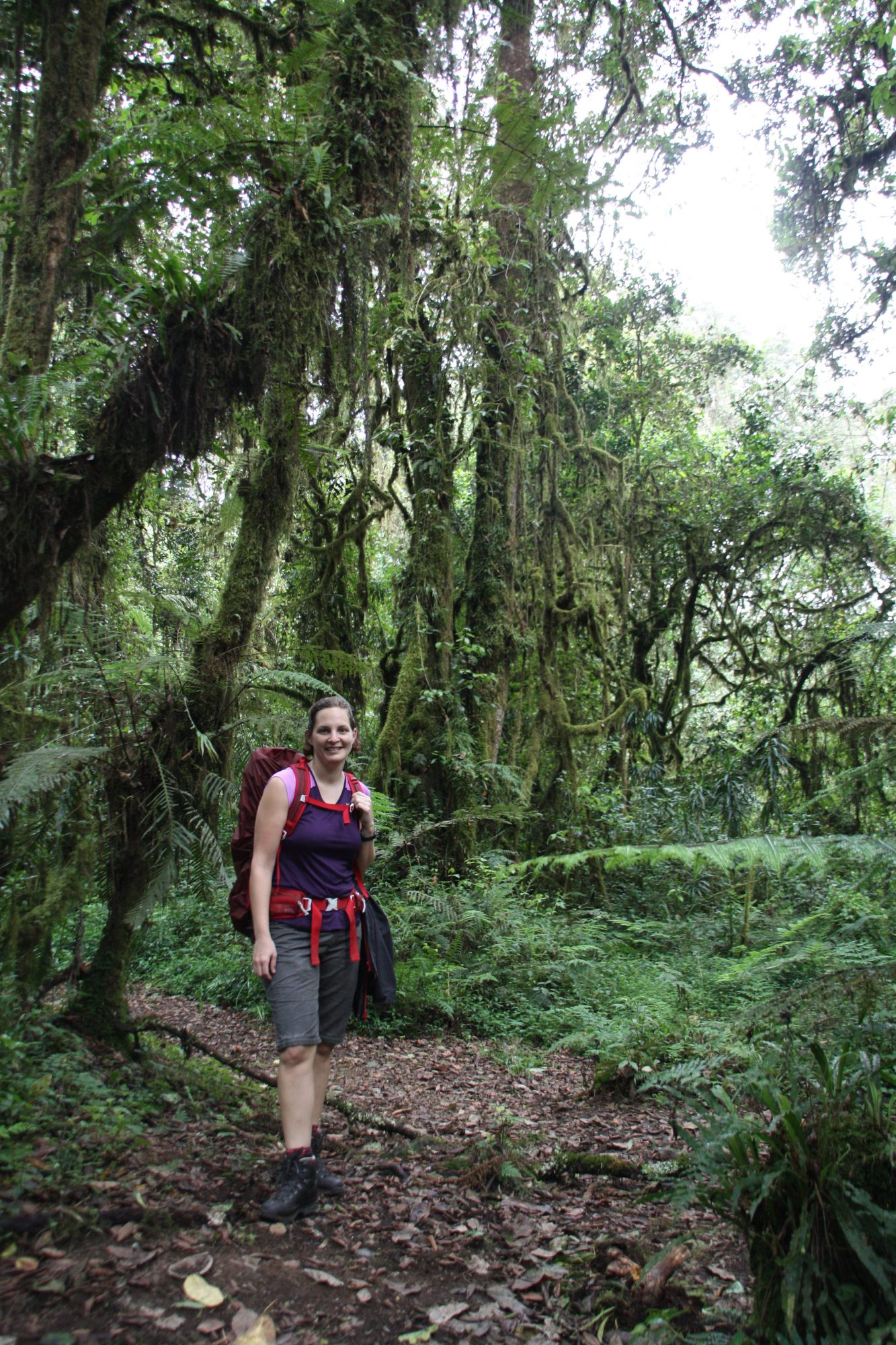 Regenwald und Wanderer, Kilimandscharo, Kilimandscharo besteigen, Tansania, Afrika, Kilimandscharo Tour, Erfahrungsbericht, Machame Route