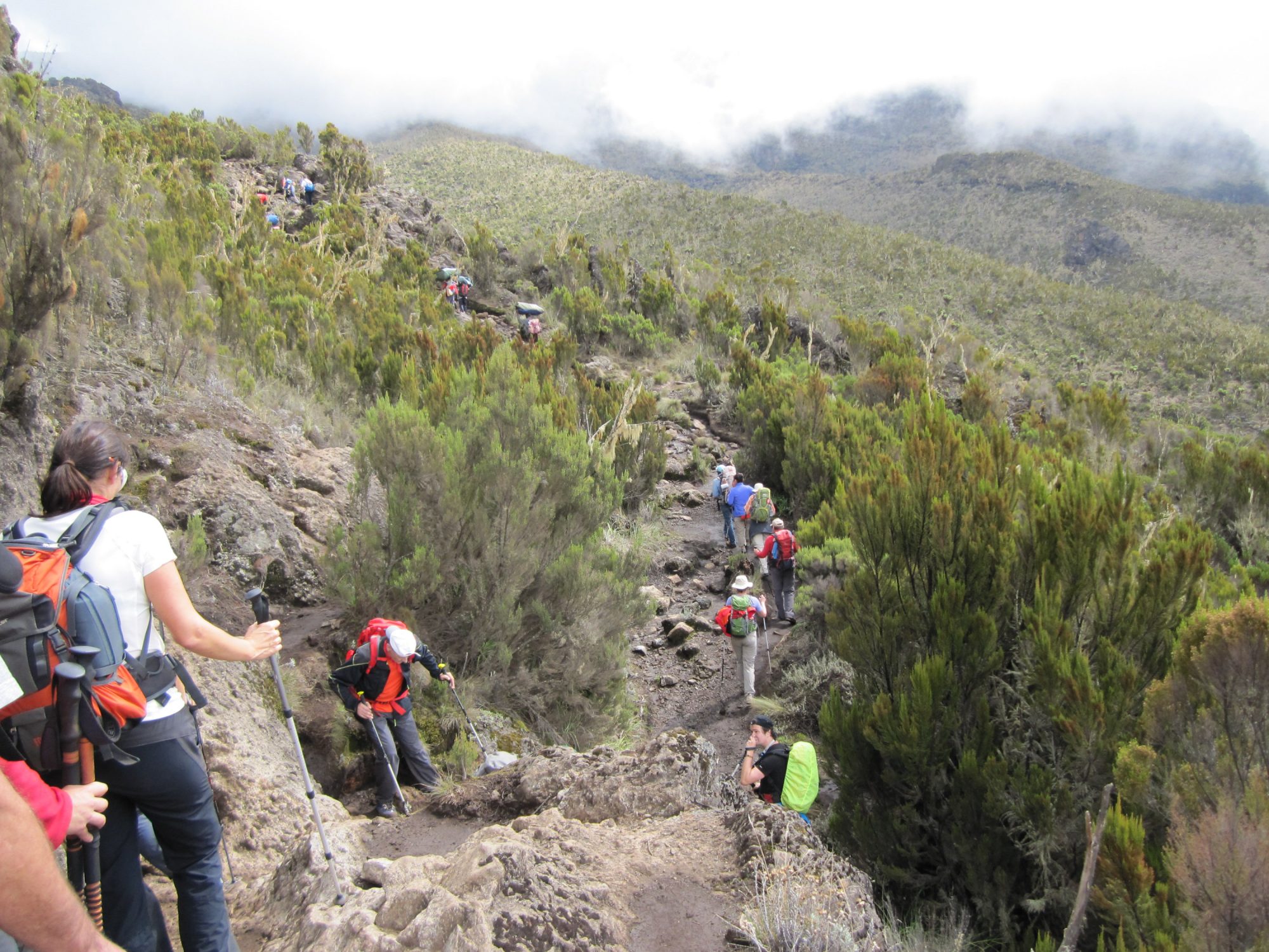 Heidelandschaft Kilimandscharo, Kilimandscharo besteigen, Tansania, Afrika, Kilimandscharo Tour, Erfahrungsbericht, Machame Route