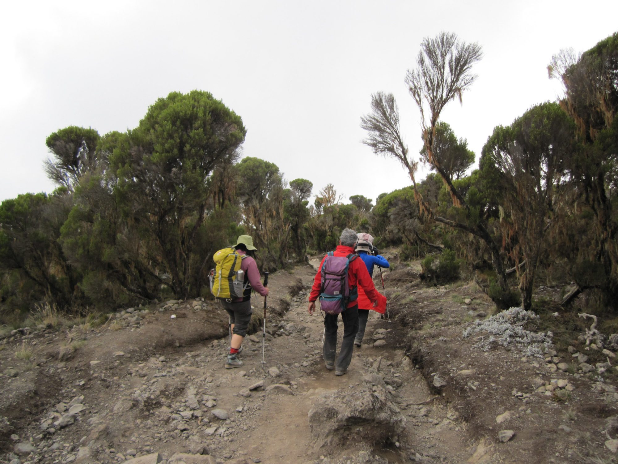 Flussbetten am Kilimandscharo, Kilimandscharo besteigen, Tansania, Afrika, Kilimandscharo Tour, Erfahrungsbericht, Machame Route