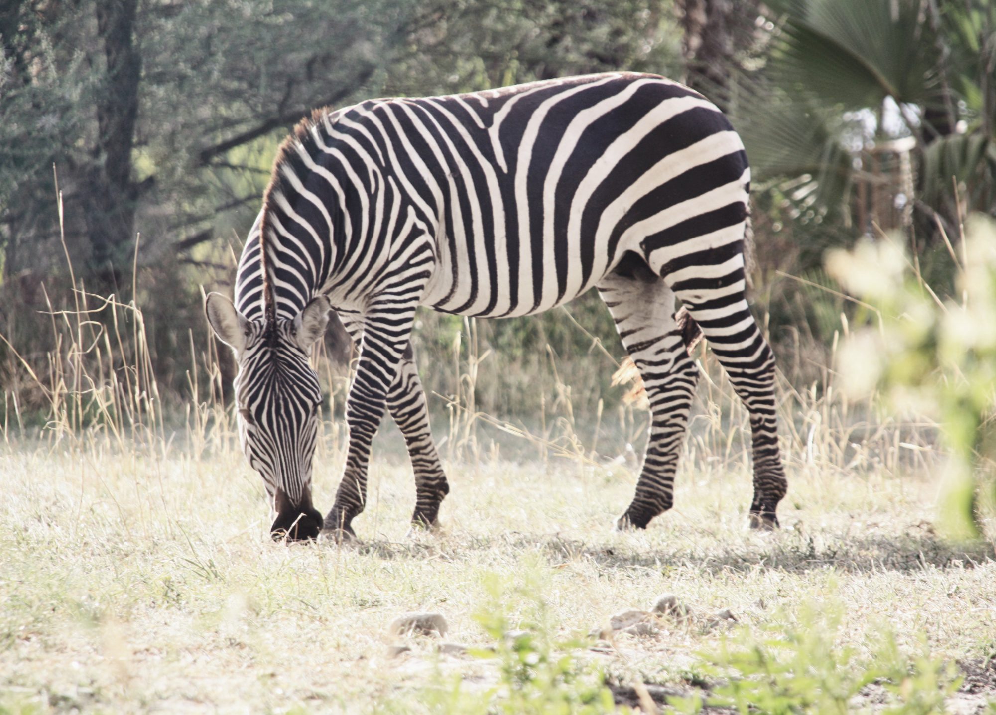 Zebra auf Safari in Tansania