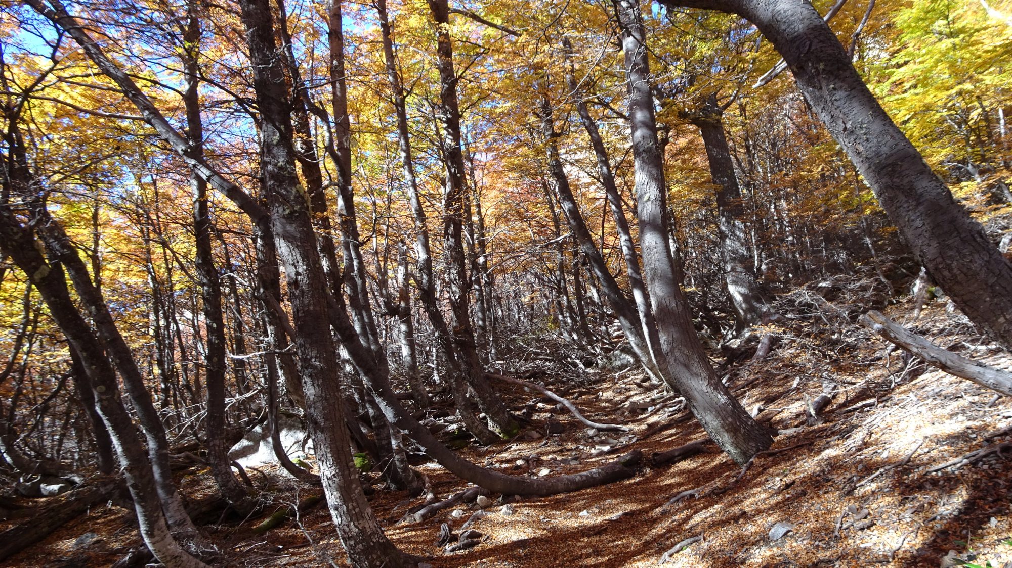 Fjella Bariloche Nahuel-Huapi Traverse Wanderung Wanderroute Catedral Refugio Frey Jacob Patagonien Argentinische Schweiz