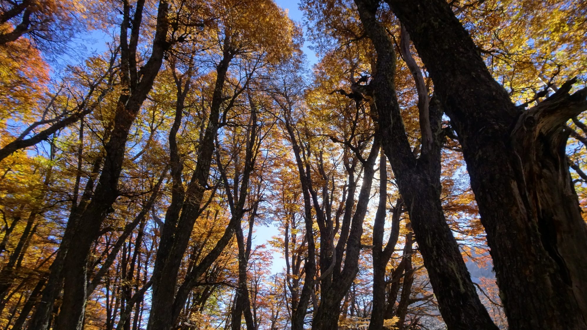 Fjella Bariloche Nahuel-Huapi Traverse Wanderung Wanderroute Catedral Refugio Frey Jacob Patagonien Argentinische Schweiz