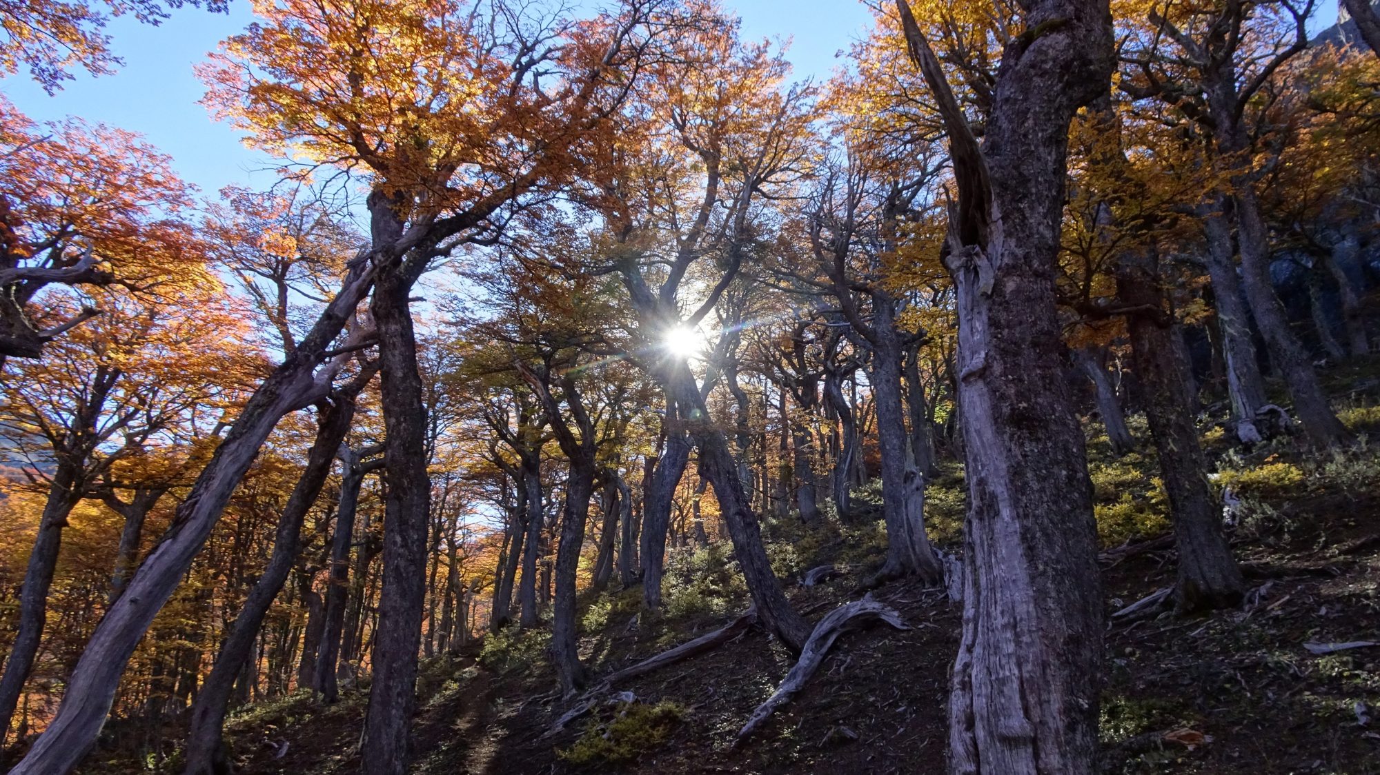 Fjella El Bolson Wanderung Patagonien Warton Dedo Gordo Encanto Blanco Wanderroute Wandern Herbstwald